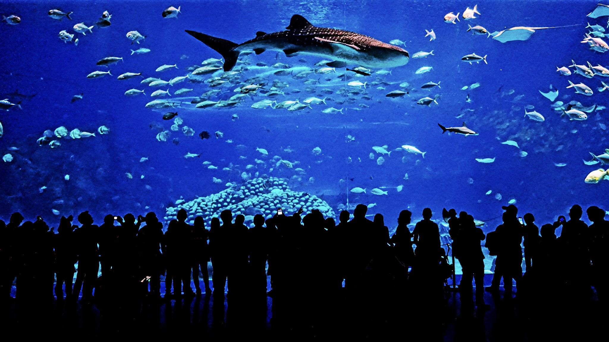 Tamron 18-200mm F3.5-6.3 Di III VC sample photo. The undersea world photography