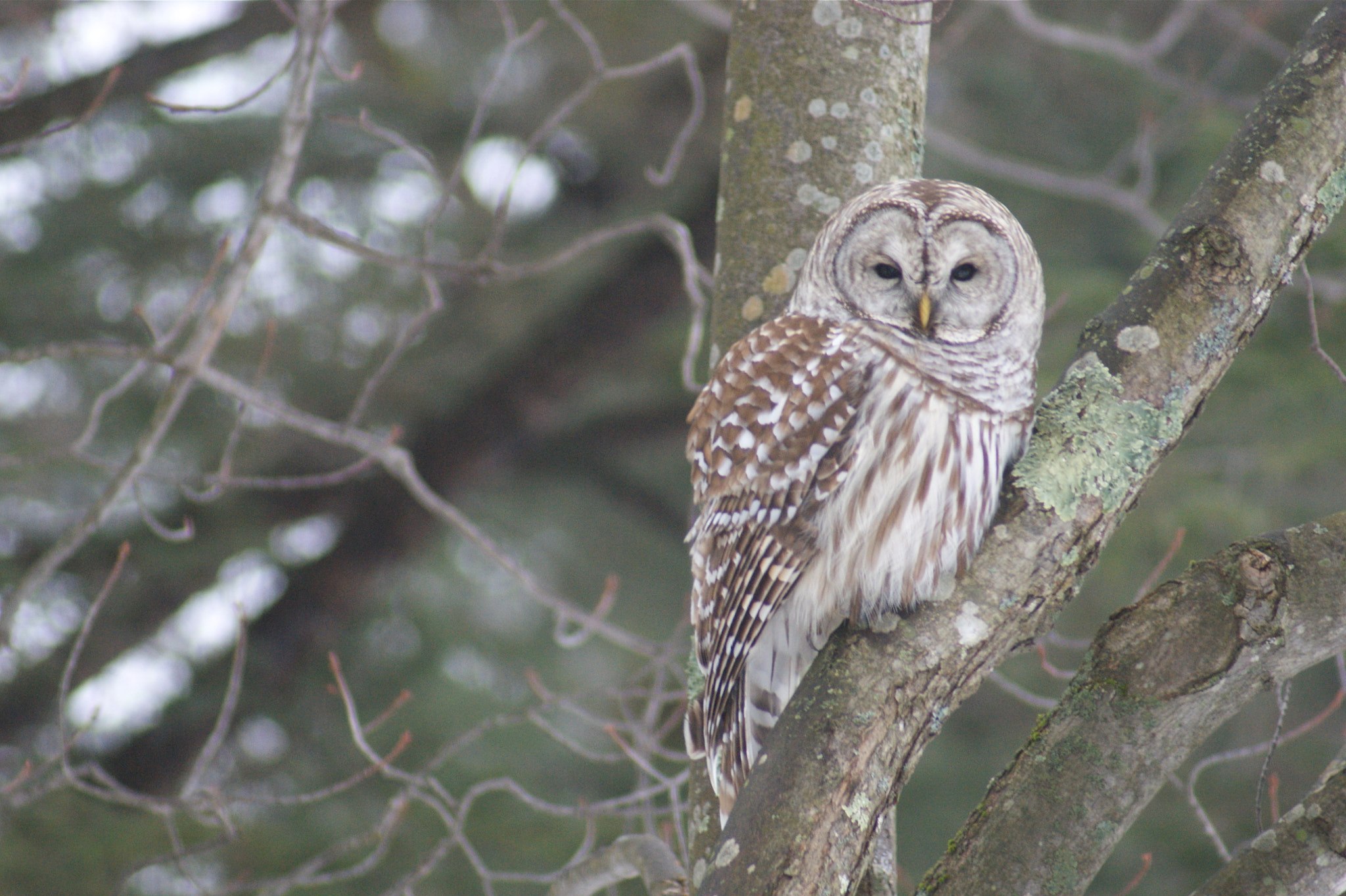 Sony Alpha DSLR-A380 sample photo. Barred owl photography