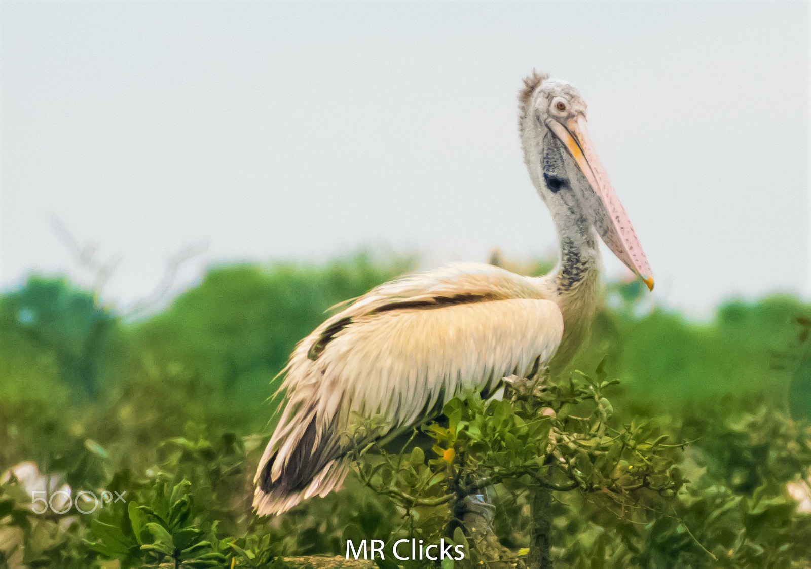 Nikon D5500 sample photo. Spot billed pelican photography
