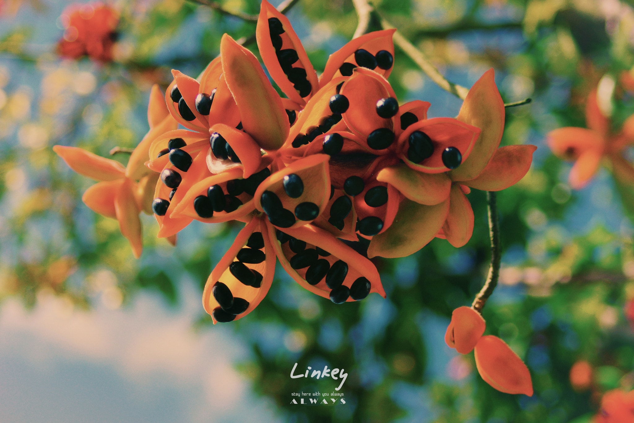 Sony SLT-A77 sample photo. Orange flower photography