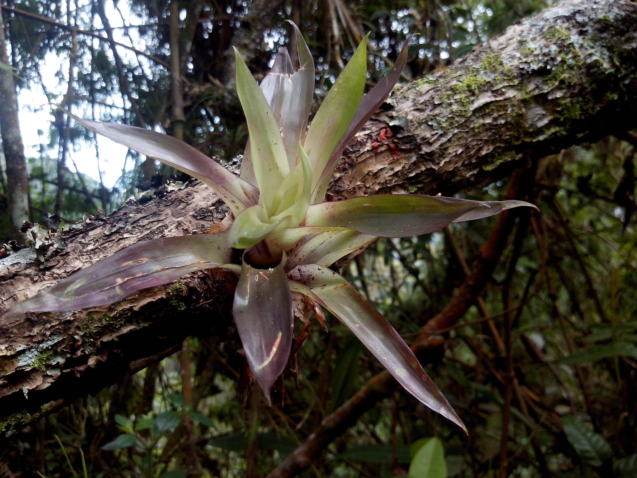 Motorola RAZR D3 sample photo. Hermoso florecimiento photography