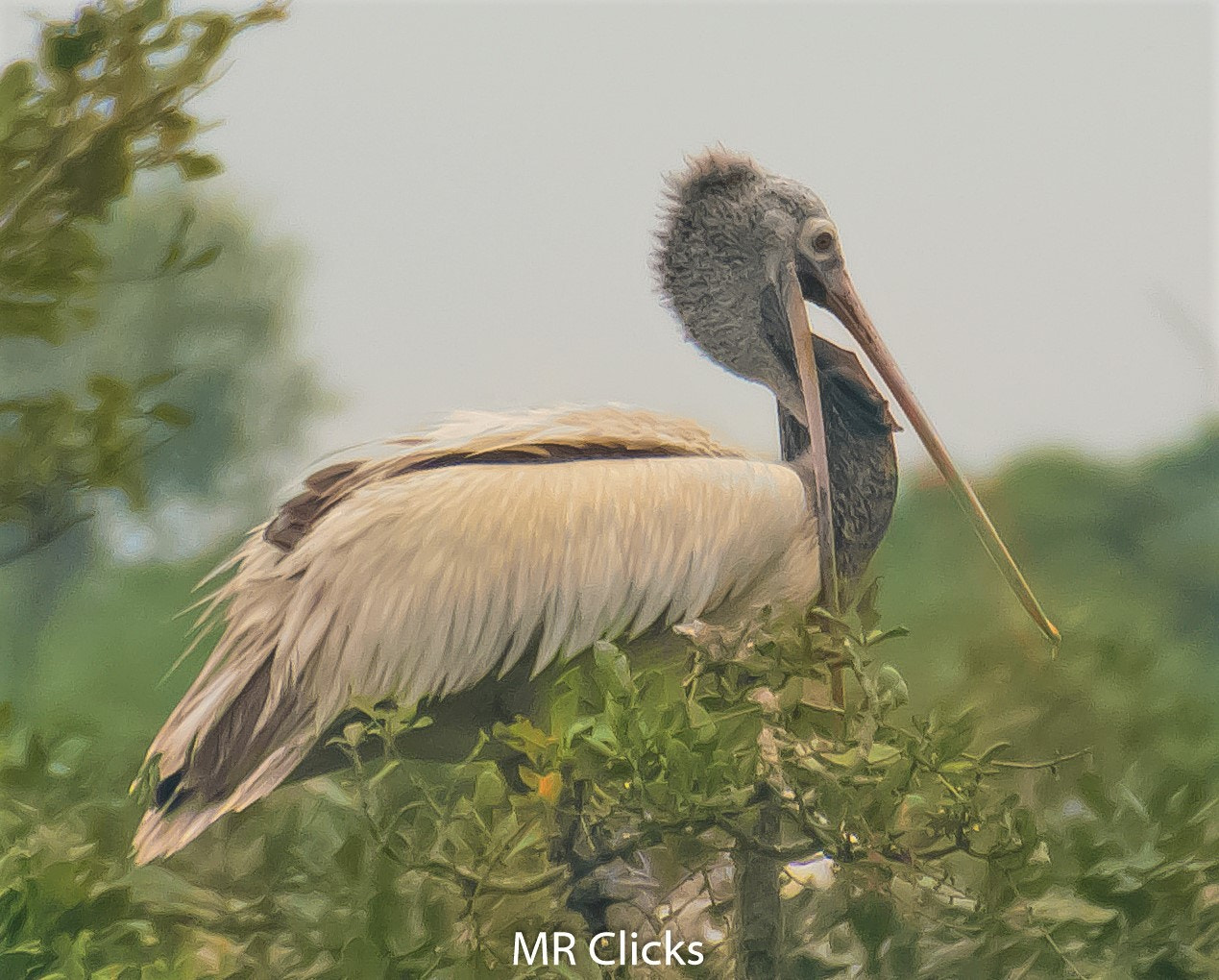 Nikon D5500 sample photo. Pelican with catch photography