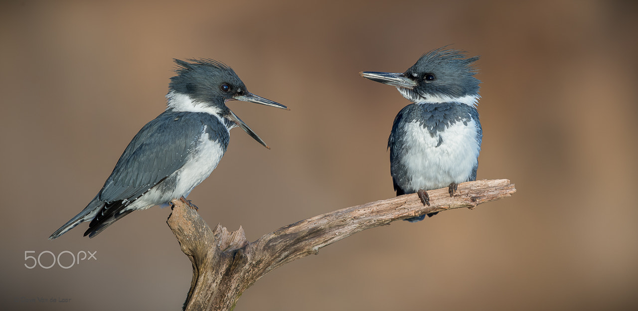 Nikon D3S sample photo. Belted kingfishers photography
