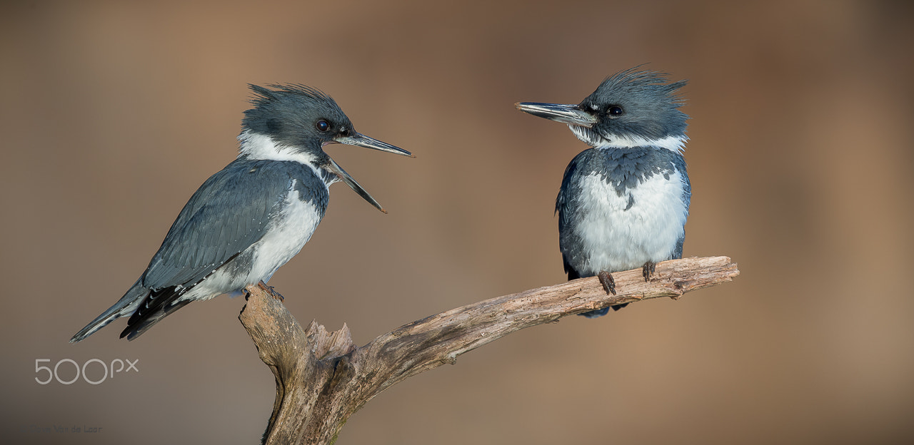 Nikon D3S + Nikon AF-S Nikkor 600mm F4G ED VR sample photo. Belted kingfishers photography