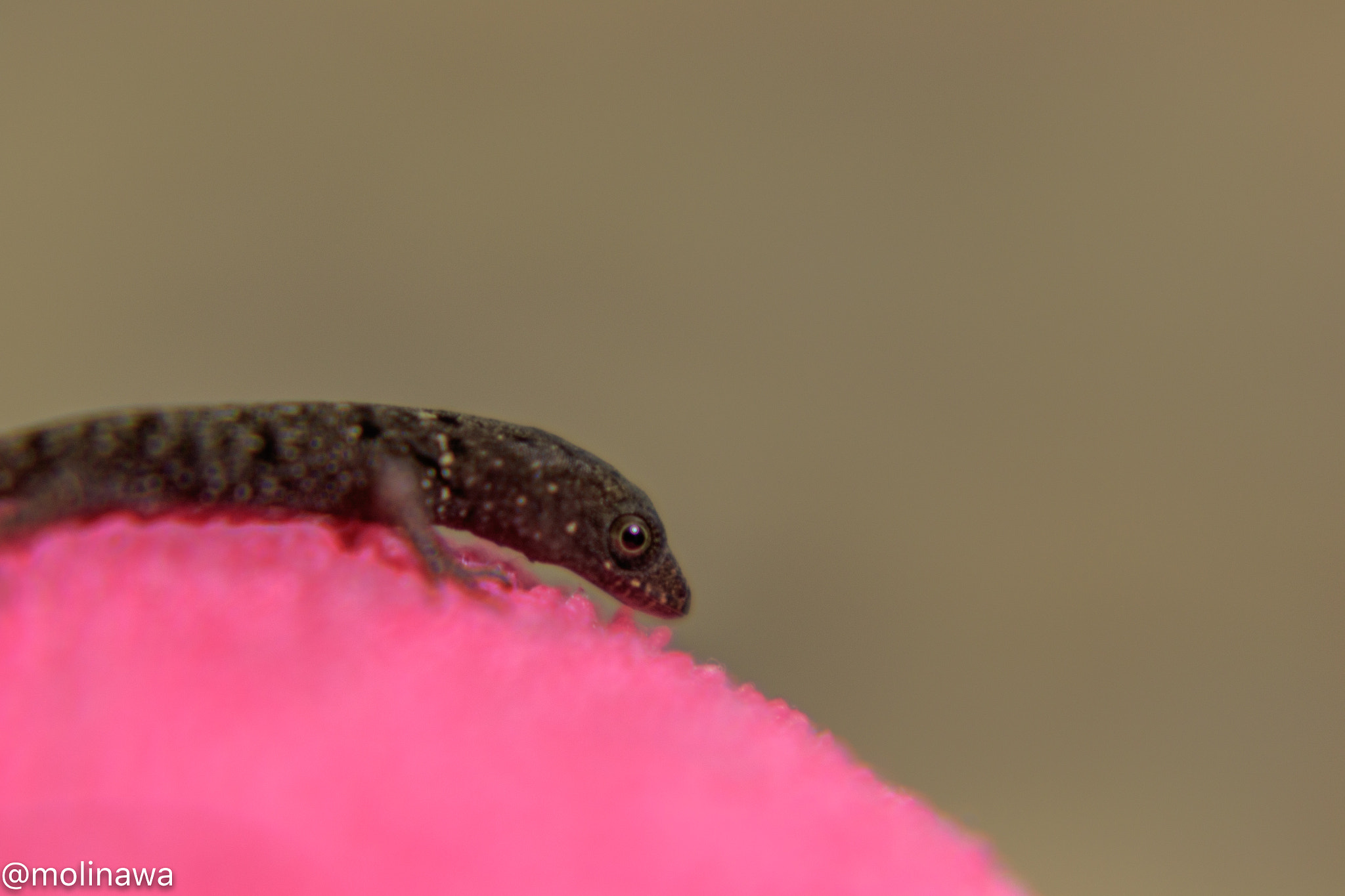 Canon EF 70-300mm F4-5.6 IS USM sample photo. Lizard photography