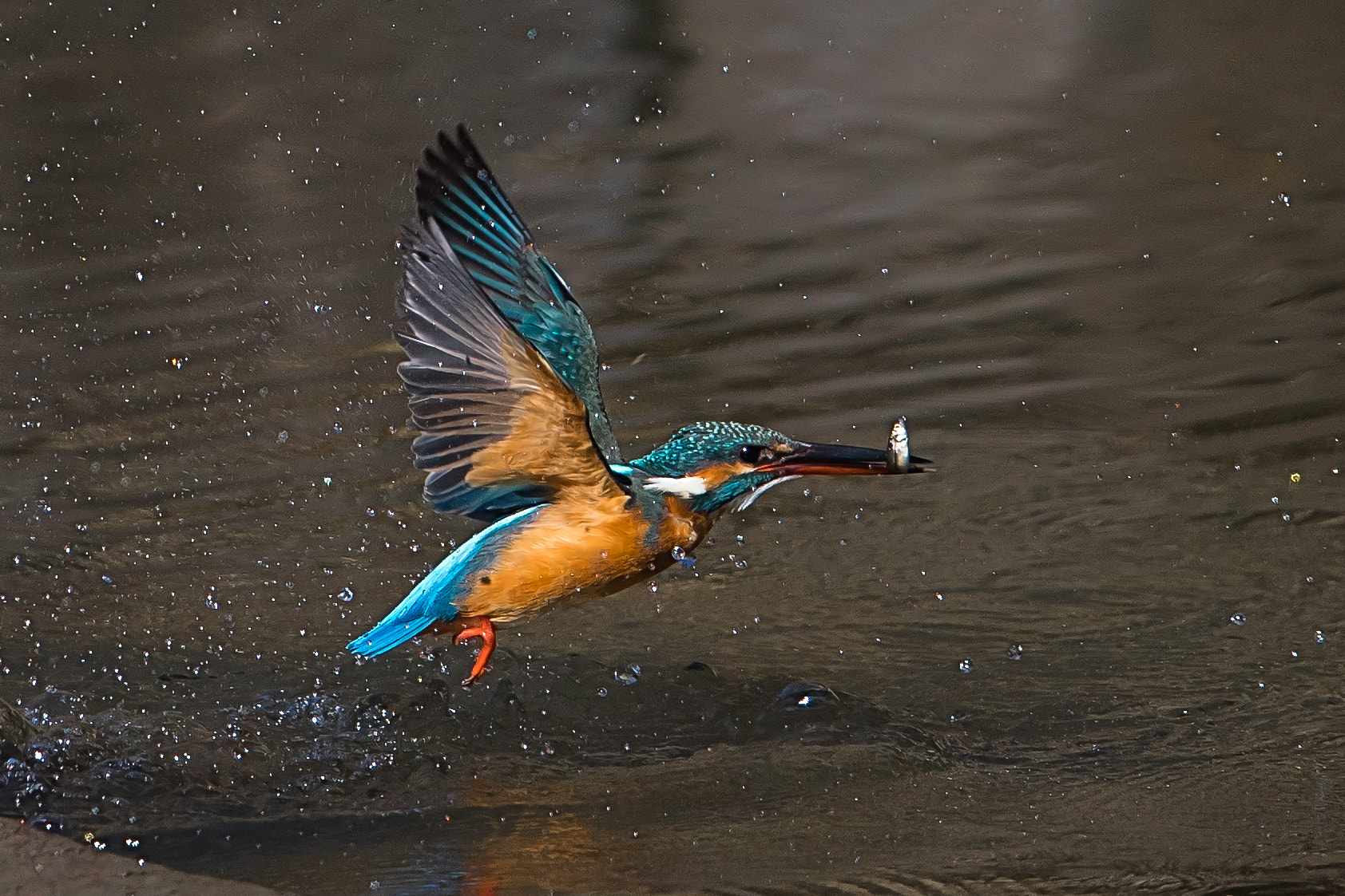 Canon EF 600mm F4L IS II USM sample photo. Kingfiser photography