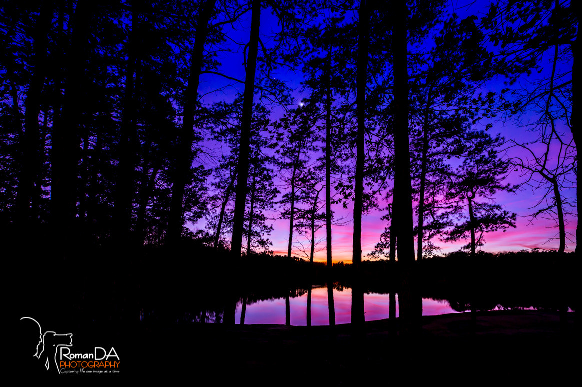 Nikon D7200 sample photo. Twilight trees photography