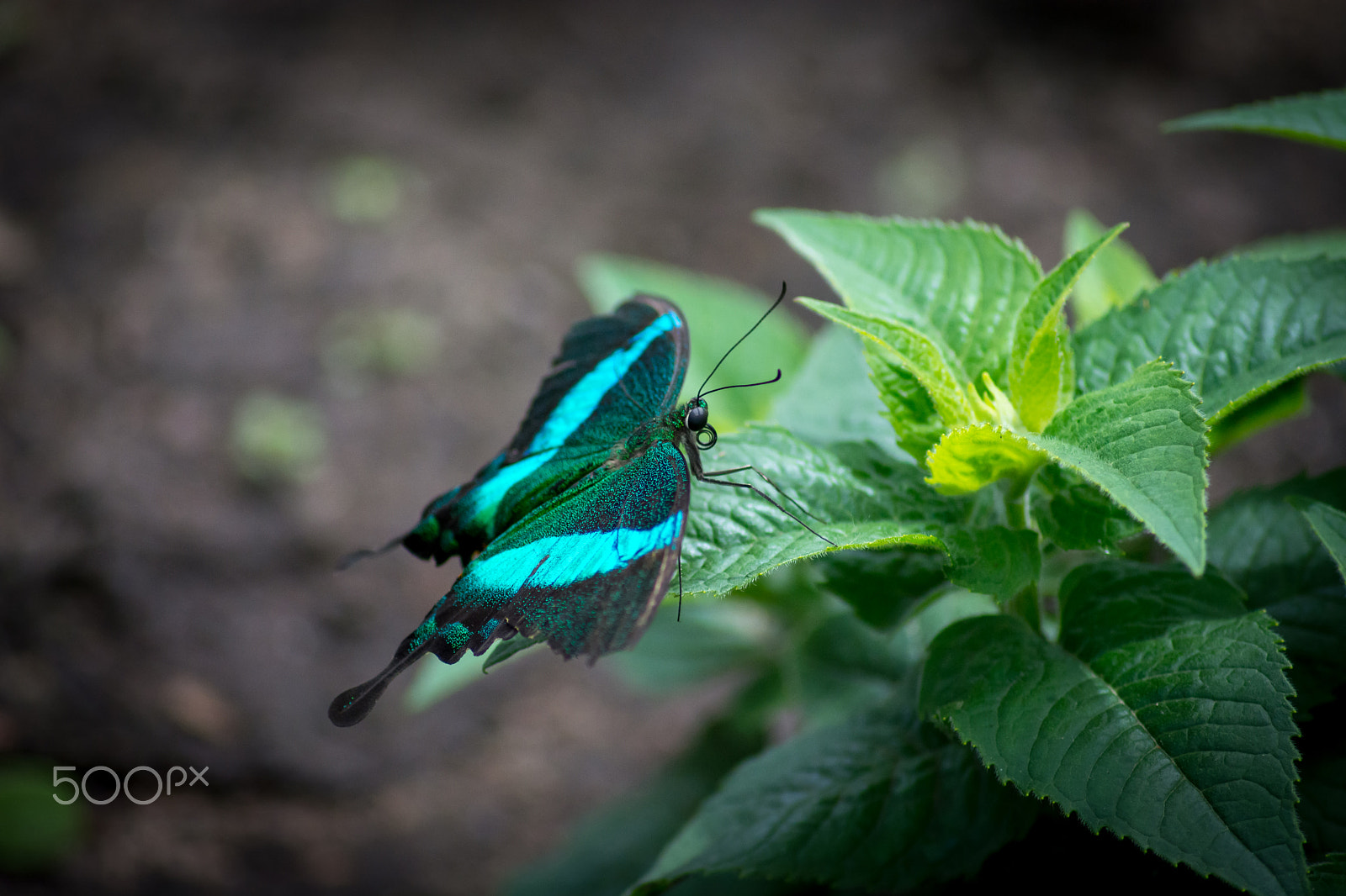 Nikon D7100 sample photo. Blue butterfly photography