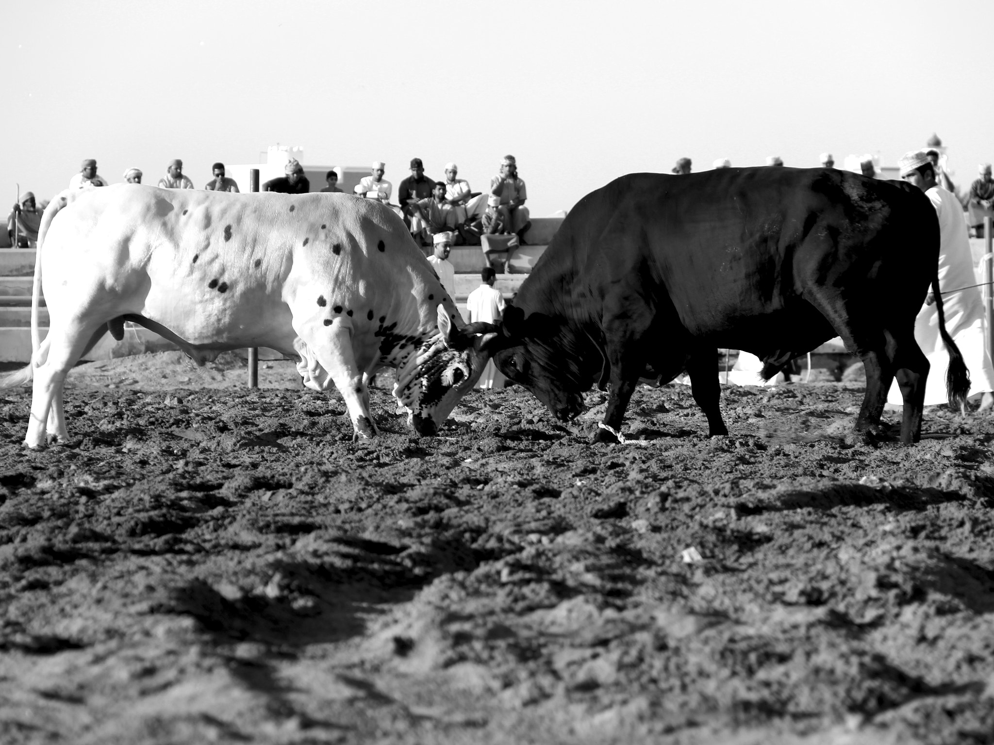 Canon EOS 600D (Rebel EOS T3i / EOS Kiss X5) sample photo. The black and the white photography