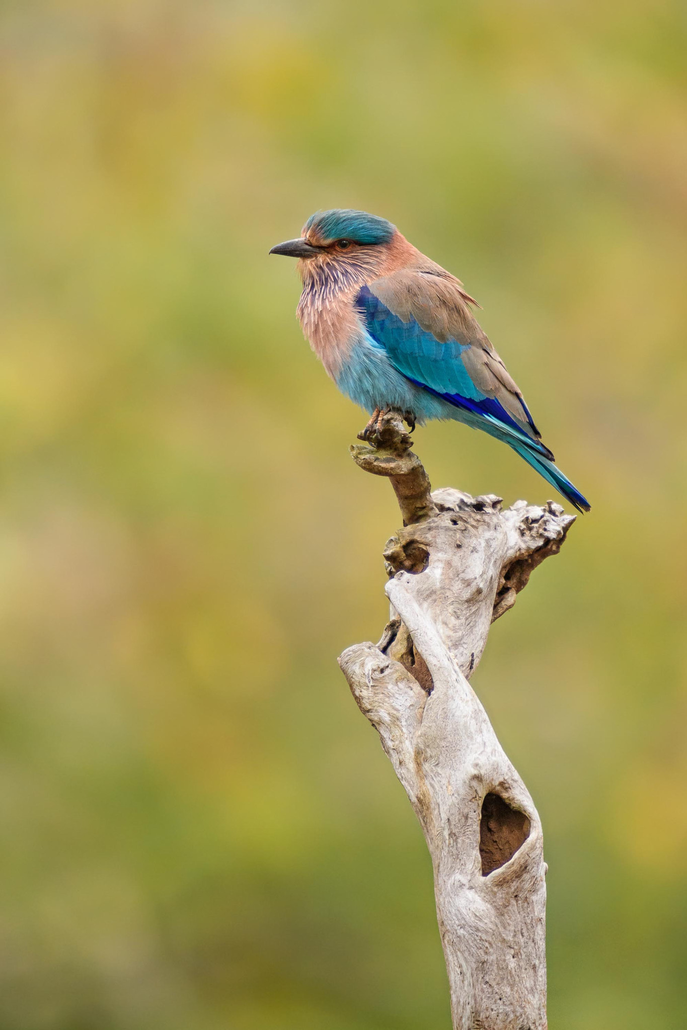 Nikon D500 sample photo. Indian roller photography