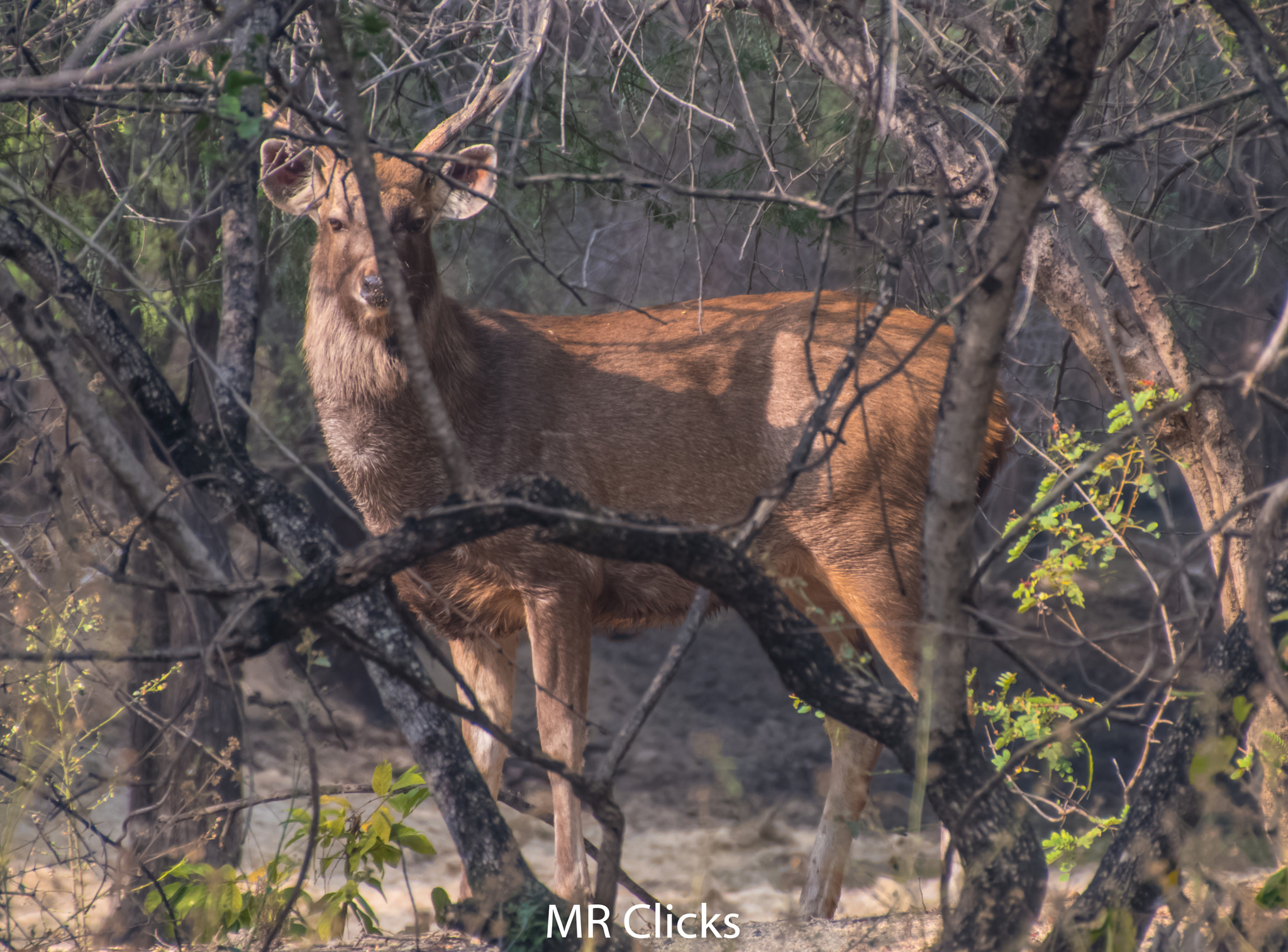 Nikon D5500 sample photo. Sambar deer photography