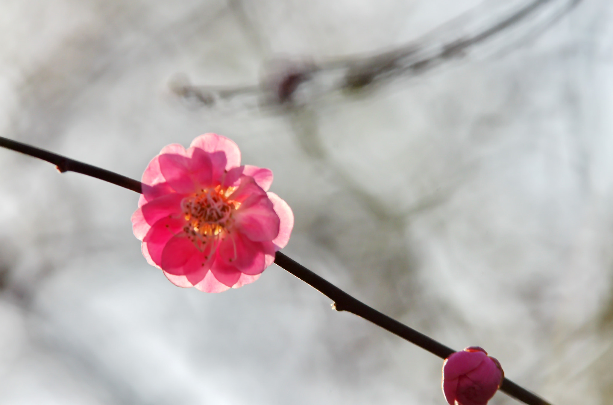 Pentax K-5 II sample photo. 水墨梅 photography