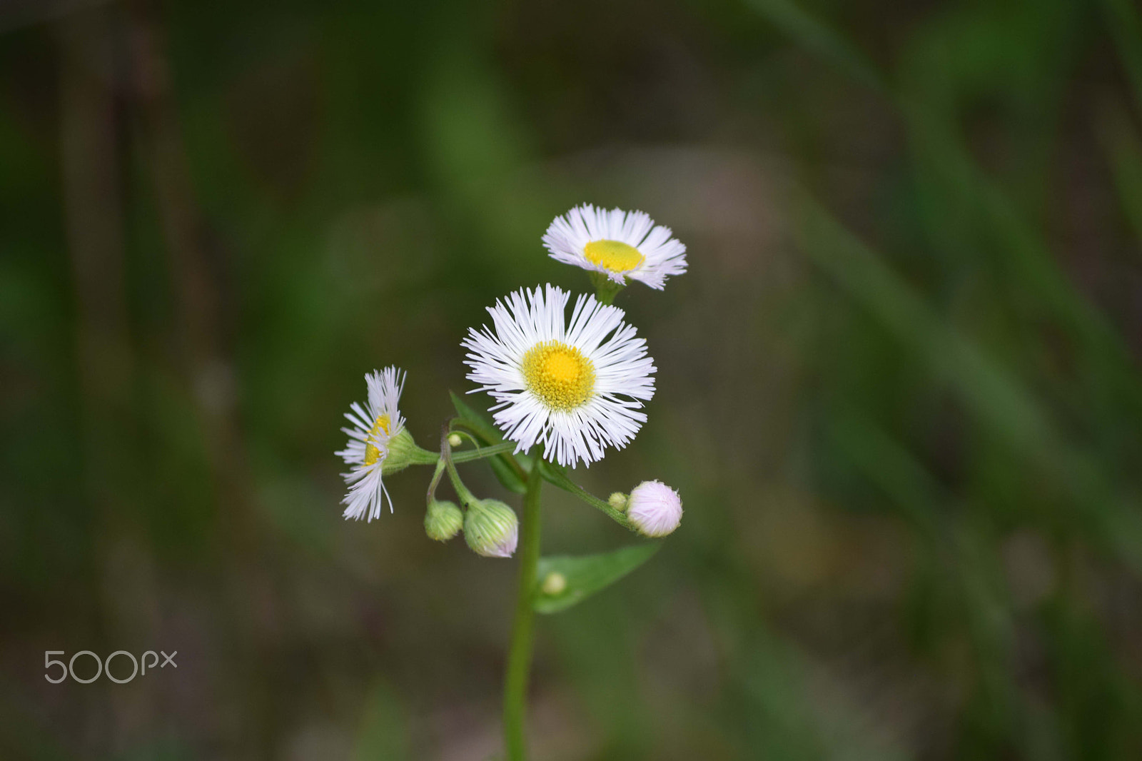 Nikon D3300 + Nikon AF Nikkor 24mm F2.8D sample photo. Flower #1 photography