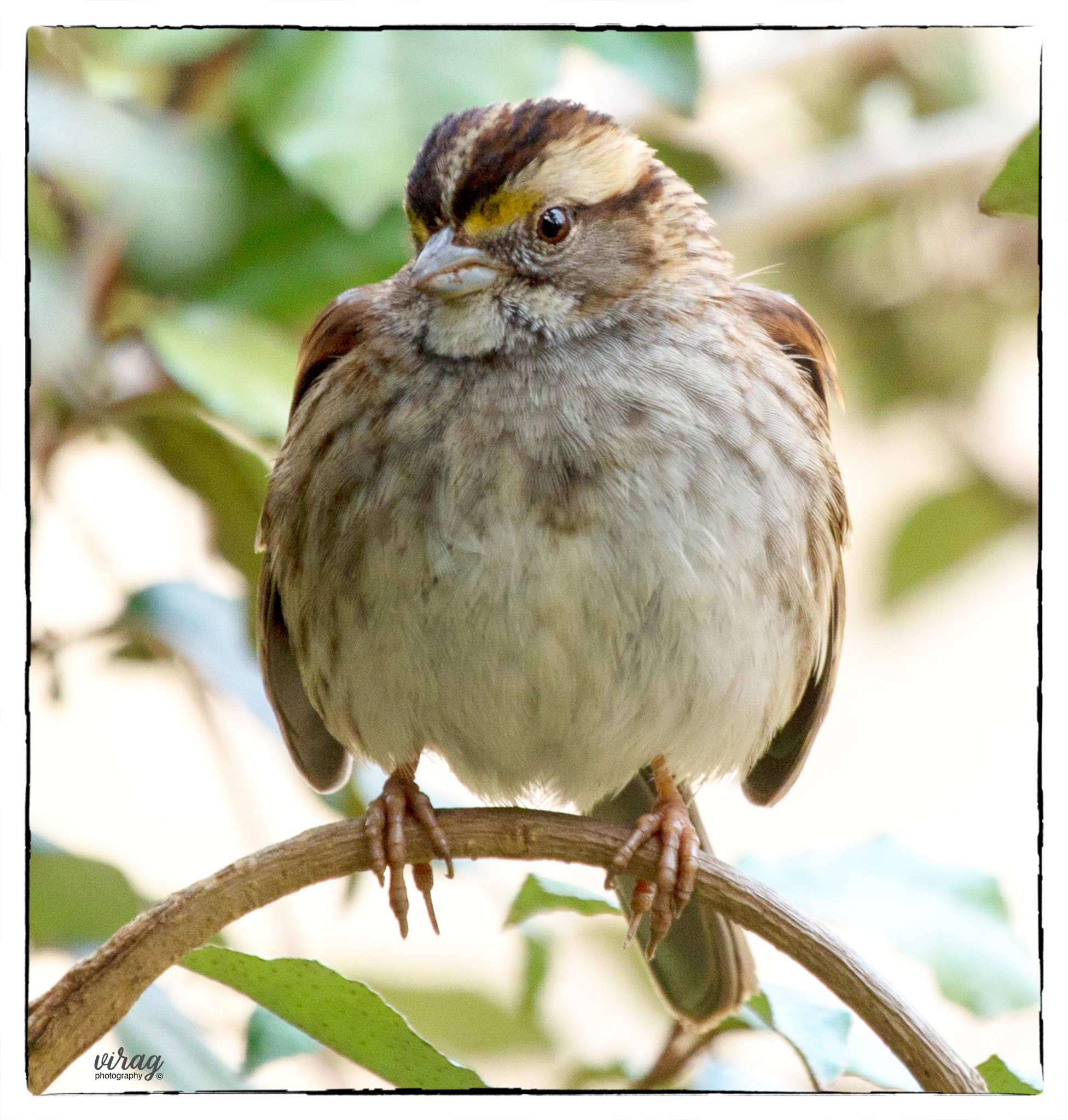 Canon EF 100-400mm F4.5-5.6L IS USM sample photo. White-throated sparrow photography