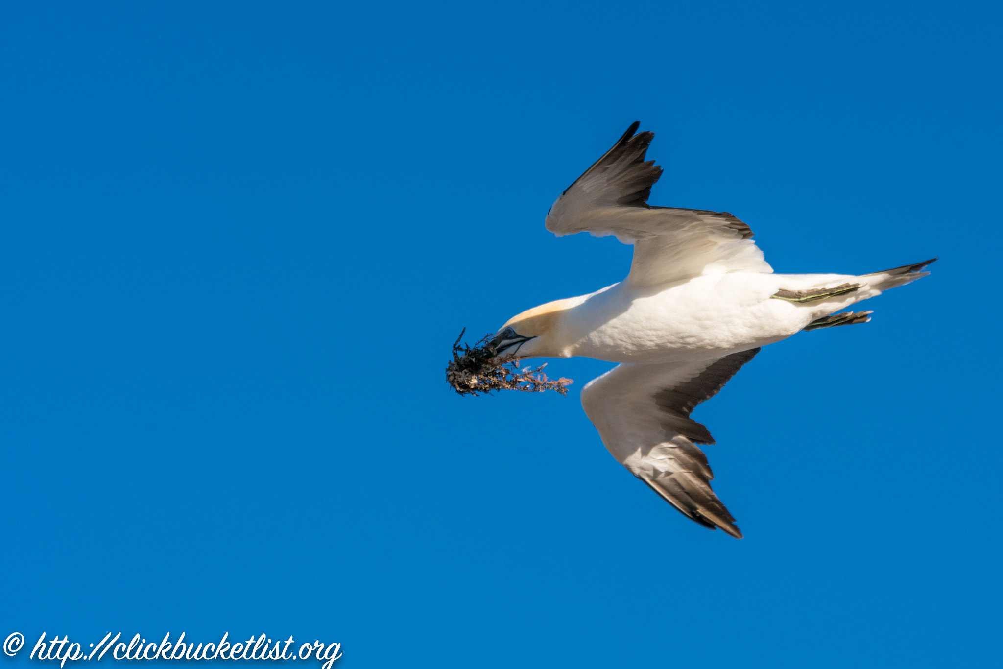 Sony a99 II sample photo. Gannet (with treasure) in flight photography