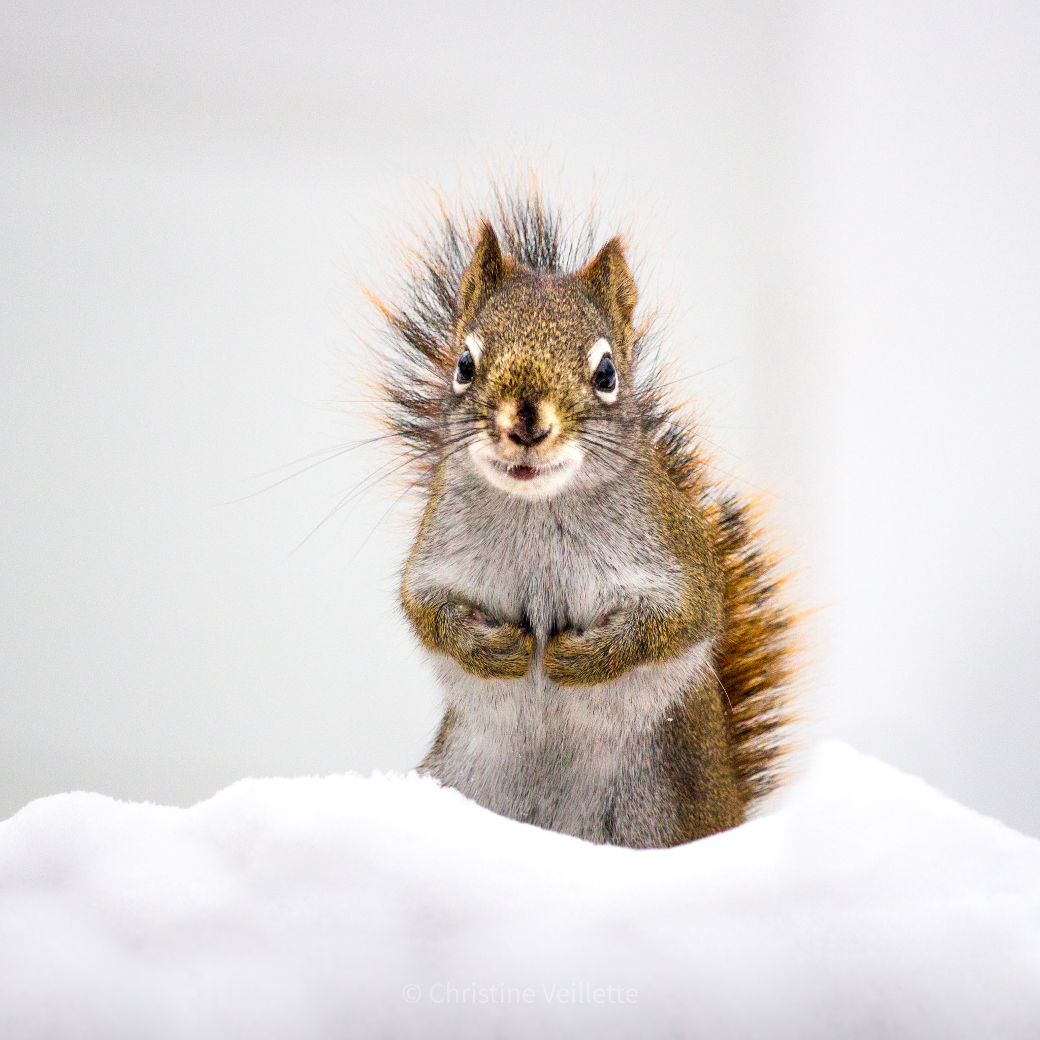 Canon EF-S 55-250mm F4-5.6 IS STM sample photo. Thankful for peanuts photography