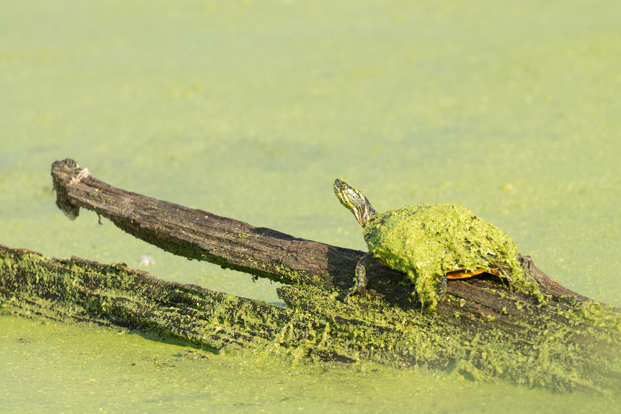 Canon EF 100-400mm F4.5-5.6L IS USM sample photo. Camouflage turtle photography