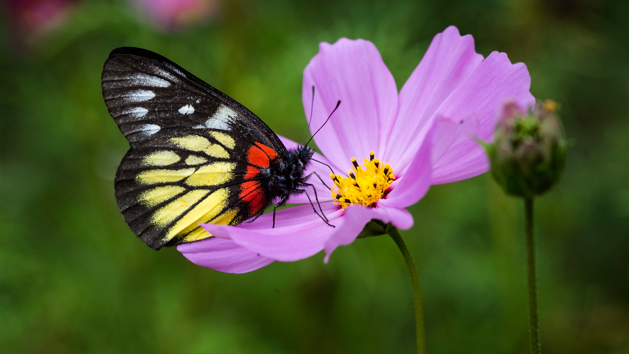 Fujifilm X-E1 + Fujifilm XF 60mm F2.4 R Macro sample photo. 报喜彩蝶 photography