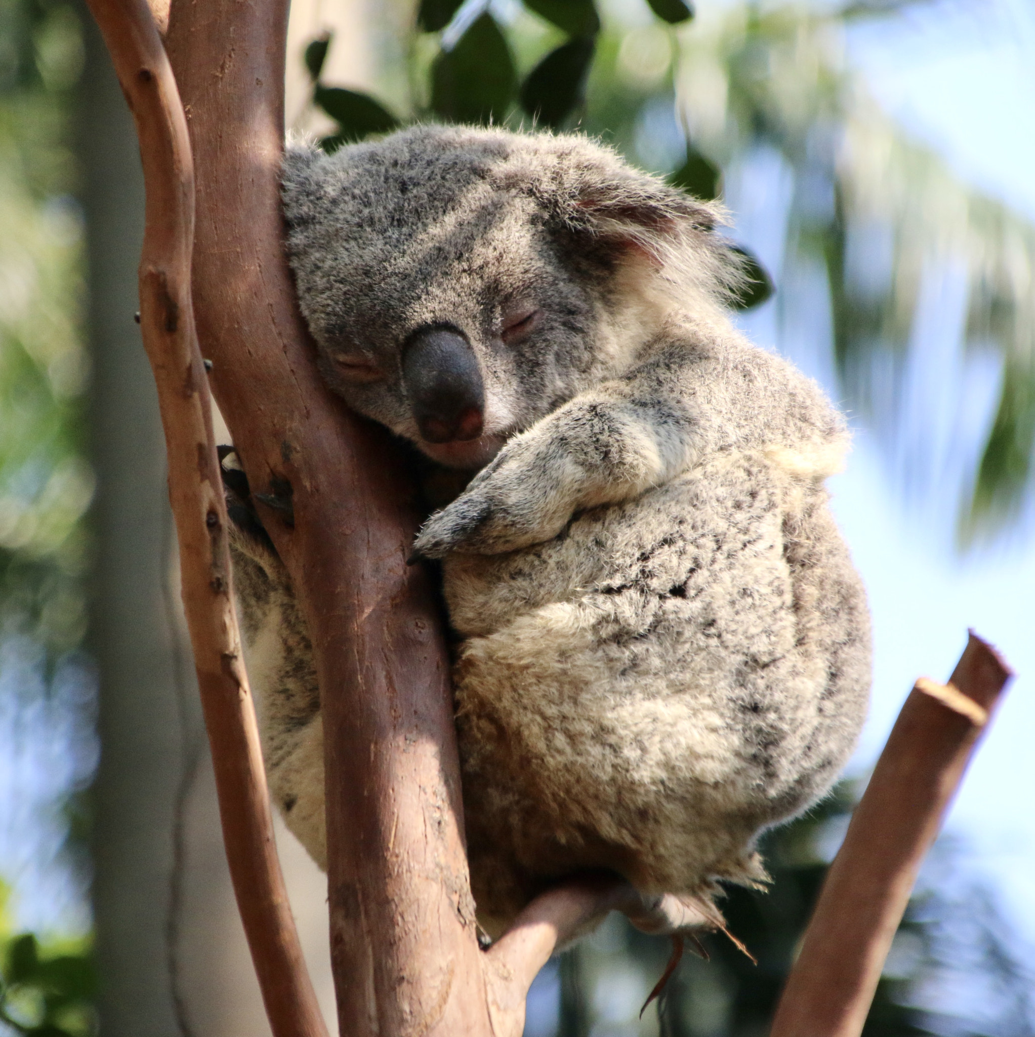 Canon EOS 70D + Canon TS-E 90mm F2.8 Tilt-Shift sample photo. The koala is asleep. photography