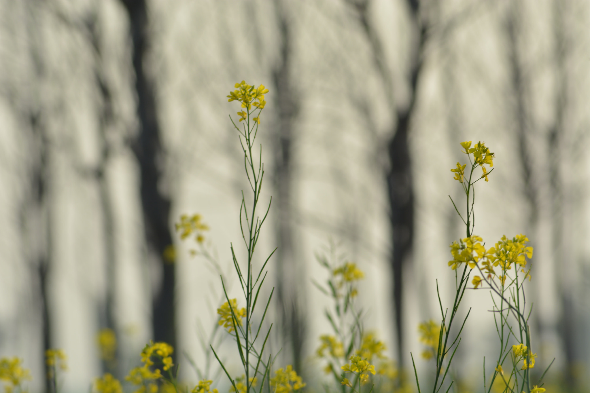 Nikon AF Nikkor 70-300mm F4-5.6G sample photo. Yellow flowers photography