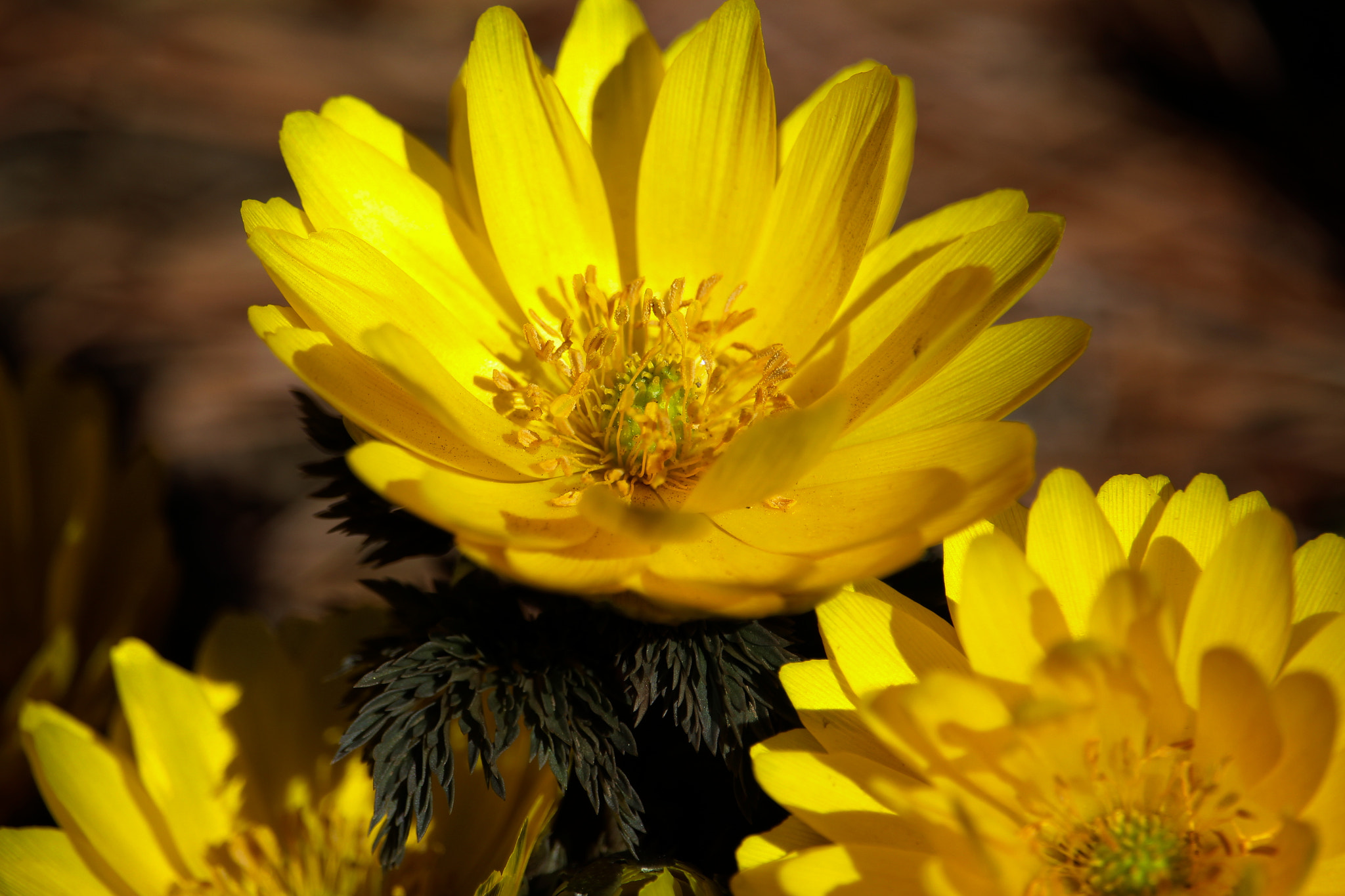 Canon EOS 700D (EOS Rebel T5i / EOS Kiss X7i) sample photo. Yellow flowers photography