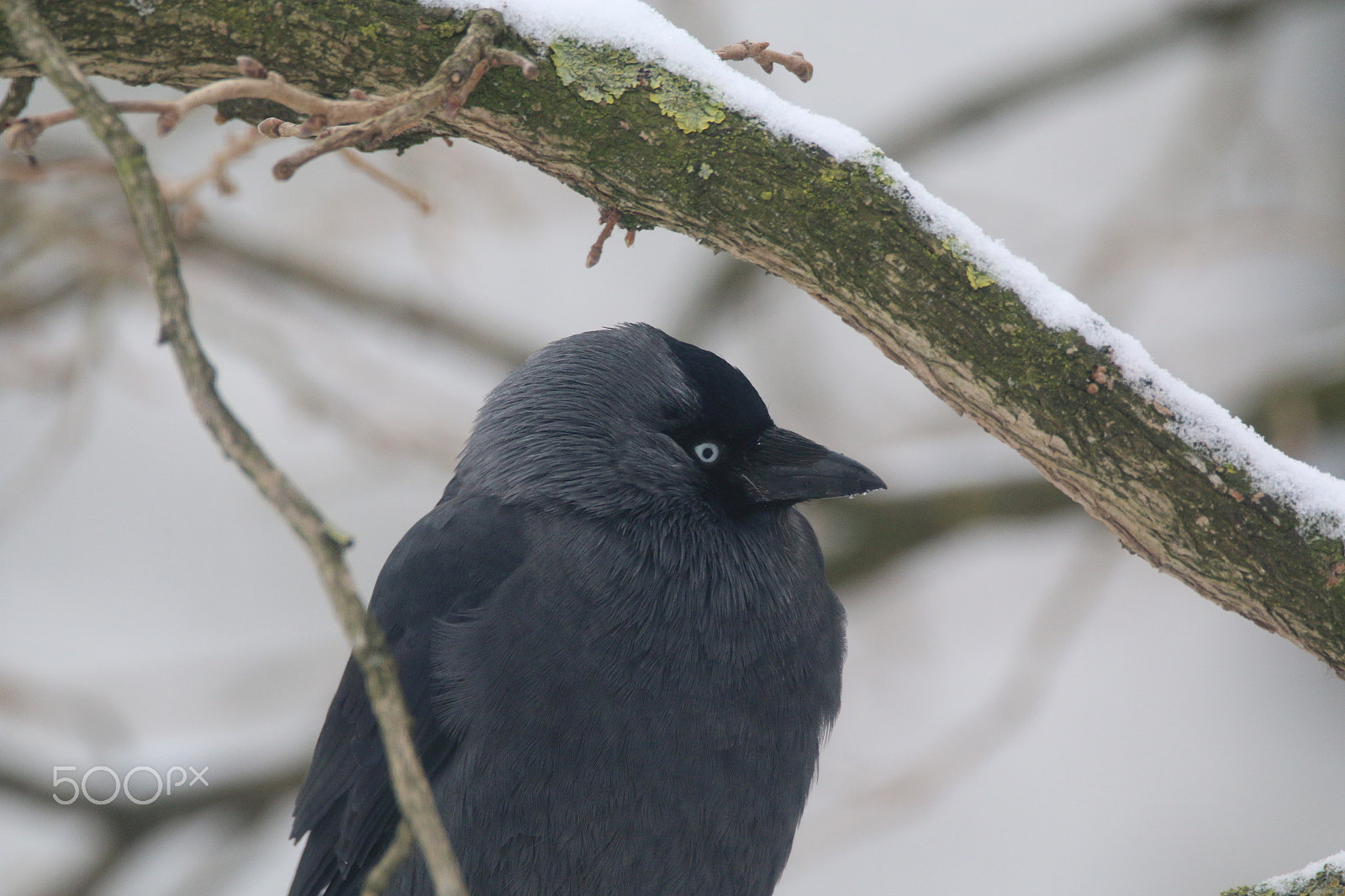 Sigma 150-600mm F5-6.3 DG OS HSM | C sample photo. Jackdaw photography
