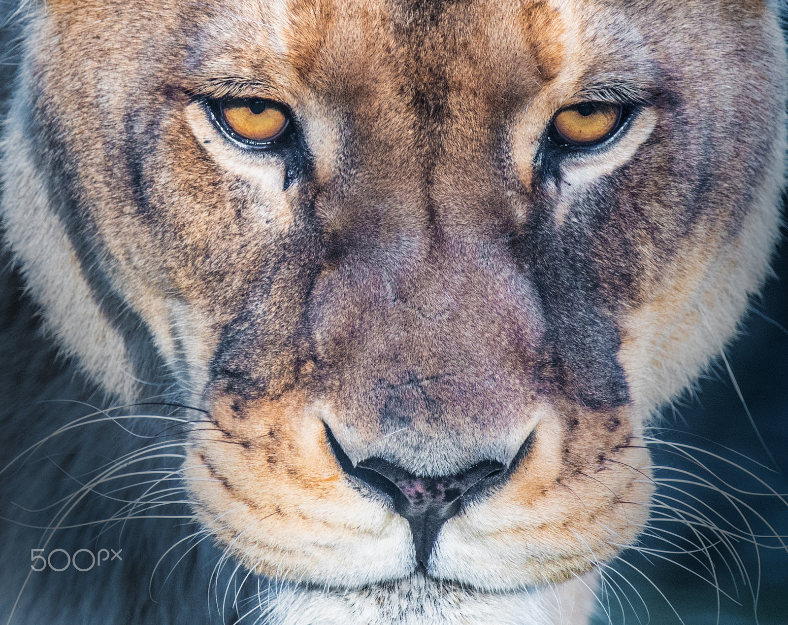 Nikon AF-S Nikkor 200-400mm F4G ED-IF VR sample photo. Don't mess with me - i'm king of the beasts photography