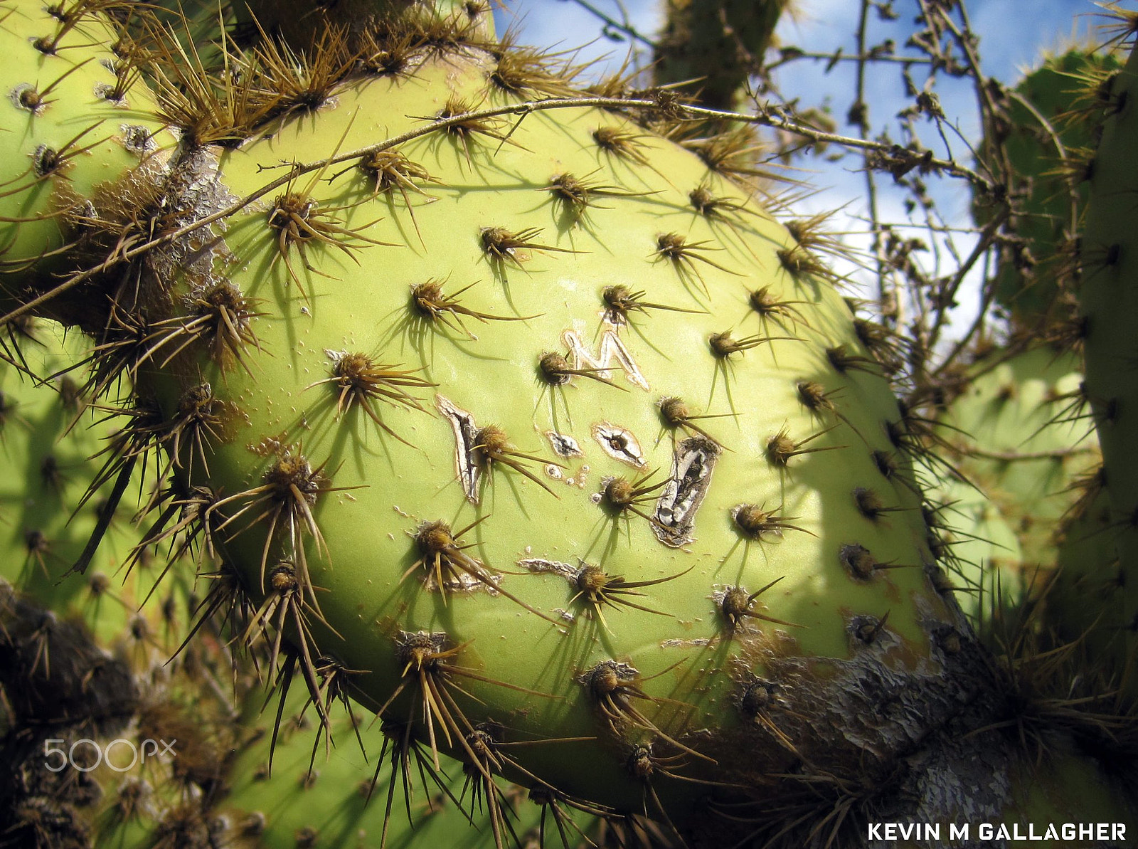 Canon PowerShot SD1200 IS (Digital IXUS 95 IS / IXY Digital 110 IS) sample photo. Cactus scars o photography