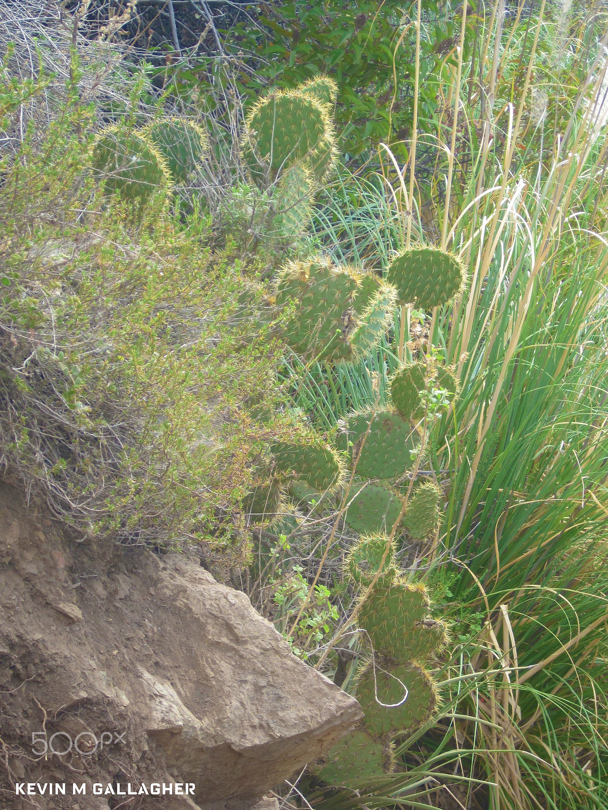 Canon PowerShot SD1200 IS (Digital IXUS 95 IS / IXY Digital 110 IS) sample photo. Cactus and erosion o photography