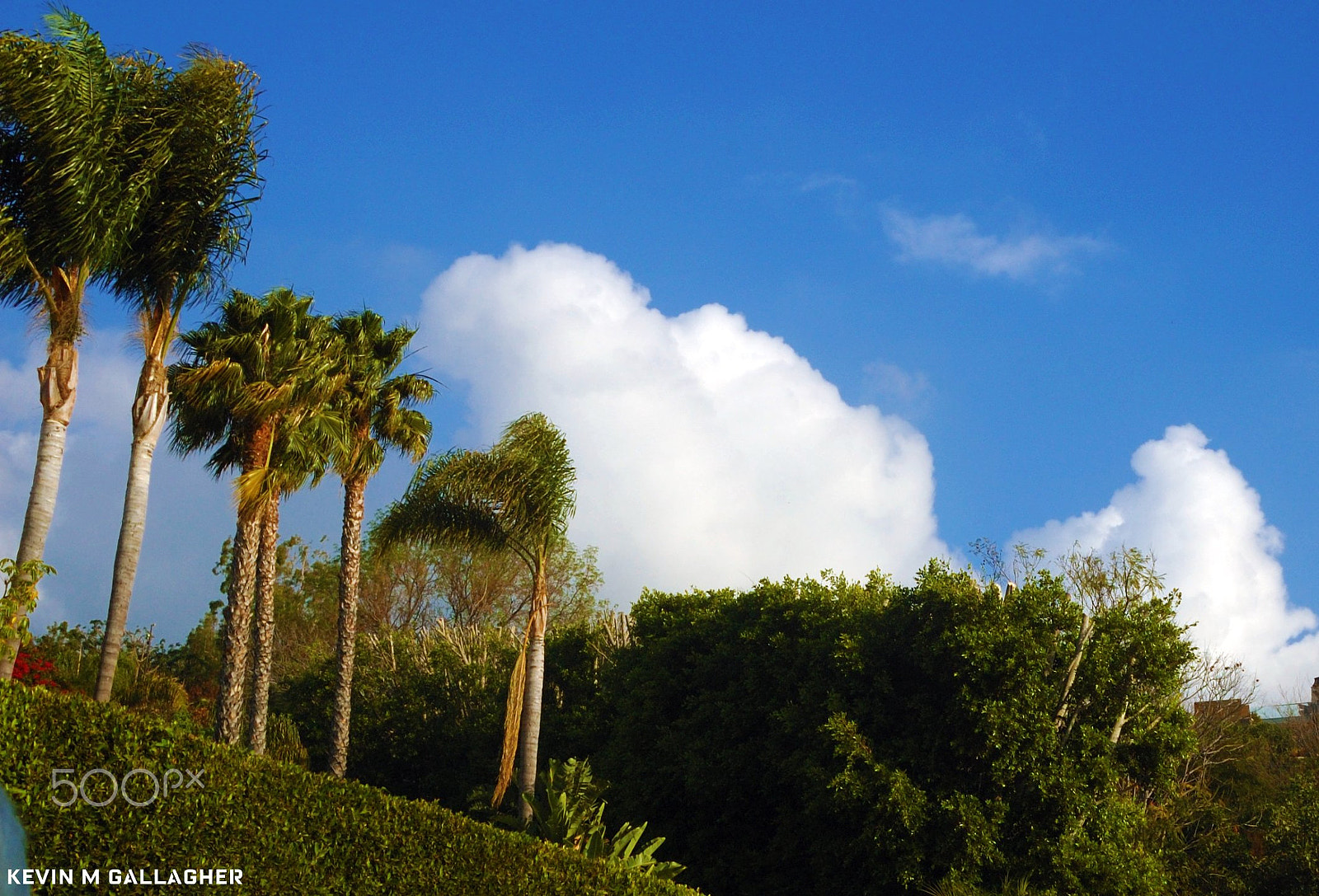 Nikon D70s sample photo. Cloud and palm trees o photography