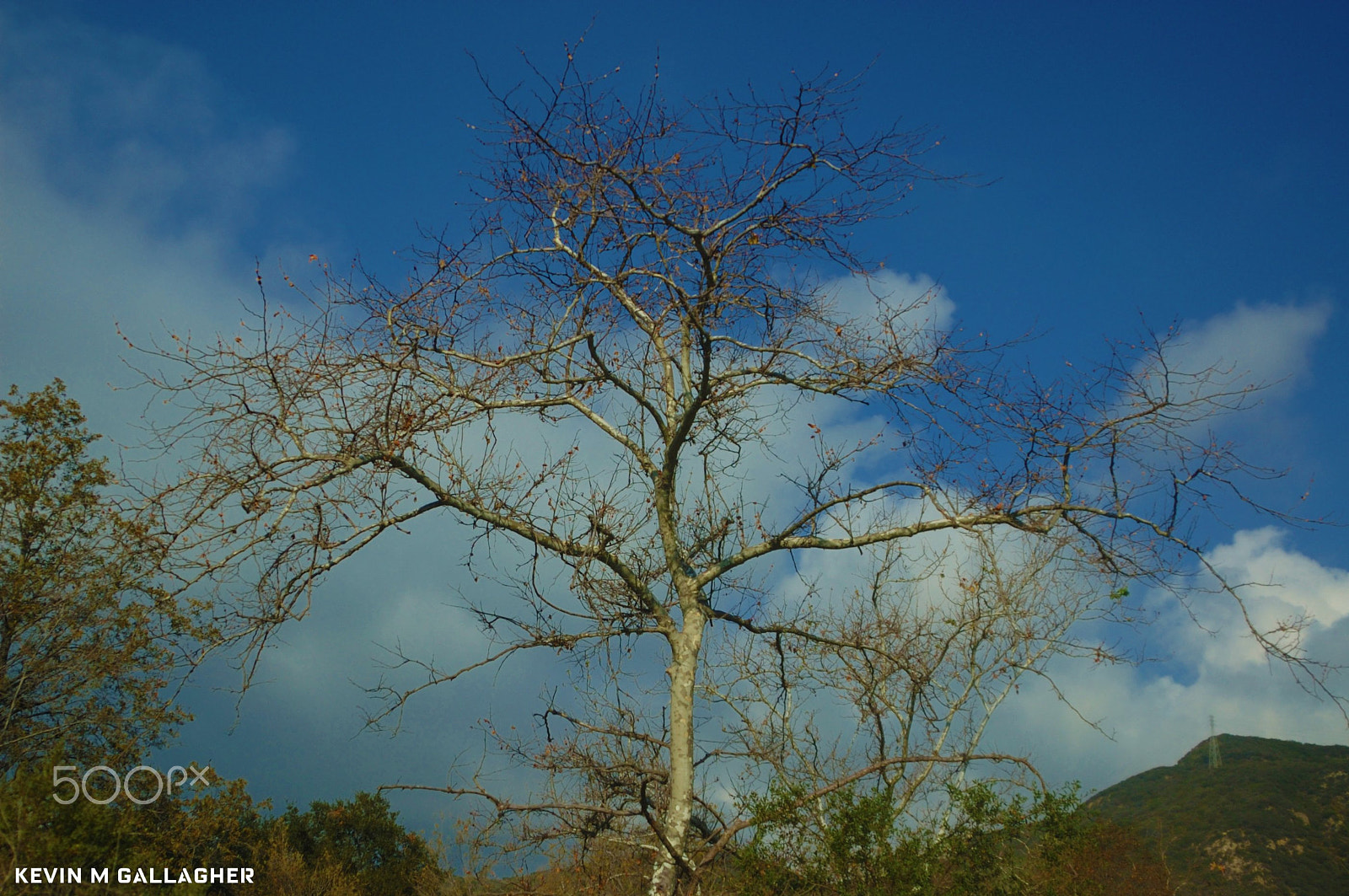 Nikon D70s sample photo. Dormant tree o photography