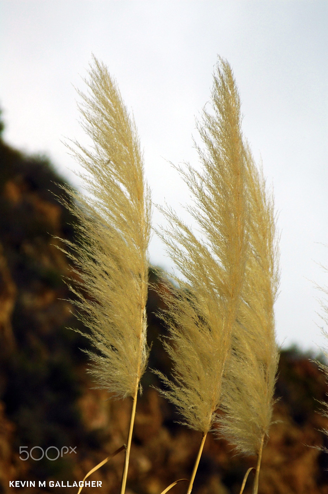 Nikon D70s + Tamron AF 28-300mm F3.5-6.3 XR Di LD Aspherical (IF) Macro sample photo. Feathered plant o photography