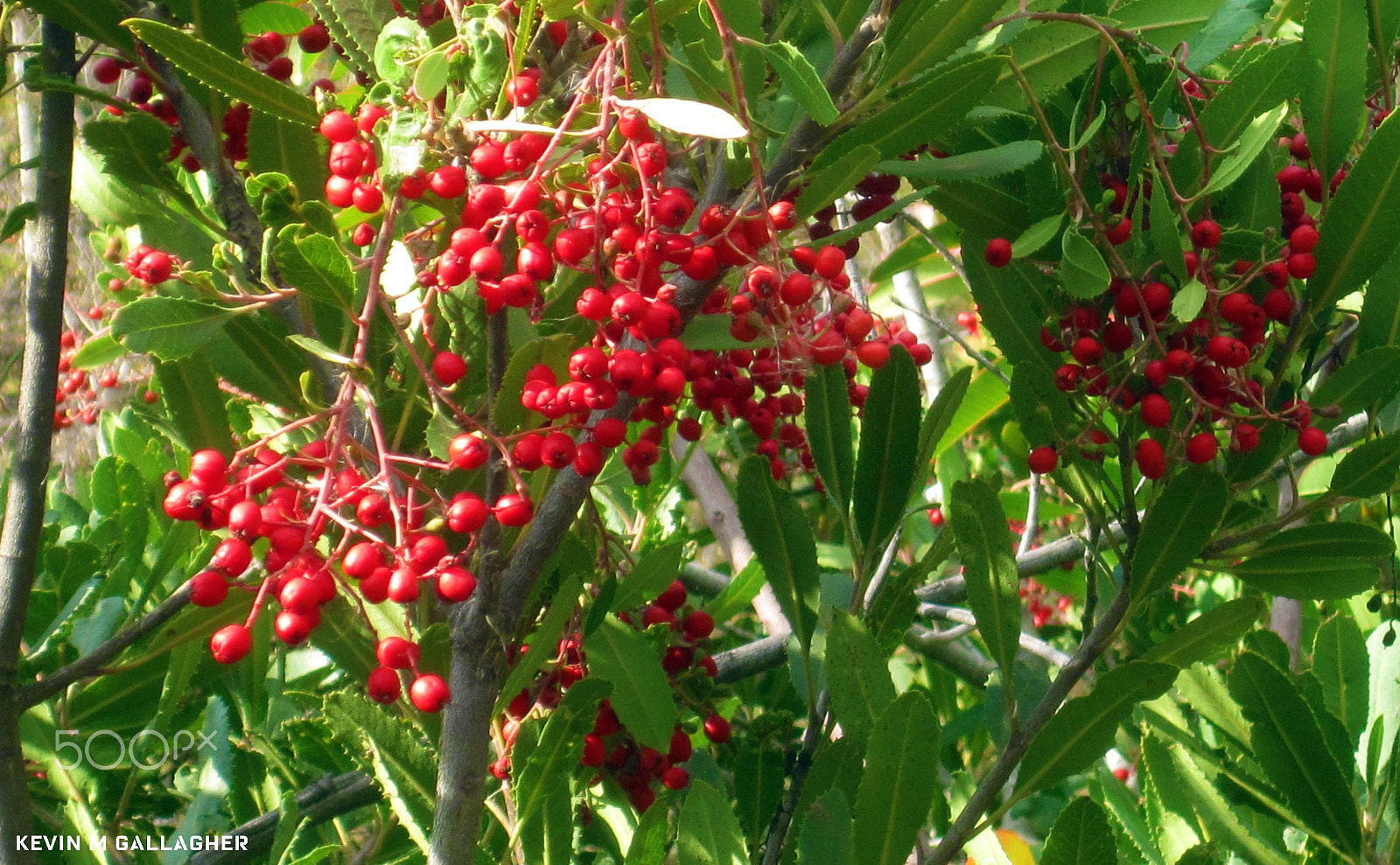 Canon PowerShot SD1200 IS (Digital IXUS 95 IS / IXY Digital 110 IS) sample photo. Red berries o photography