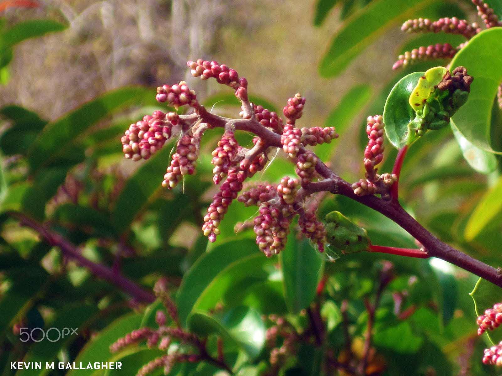 Canon PowerShot SD1200 IS (Digital IXUS 95 IS / IXY Digital 110 IS) sample photo. Red berries o photography