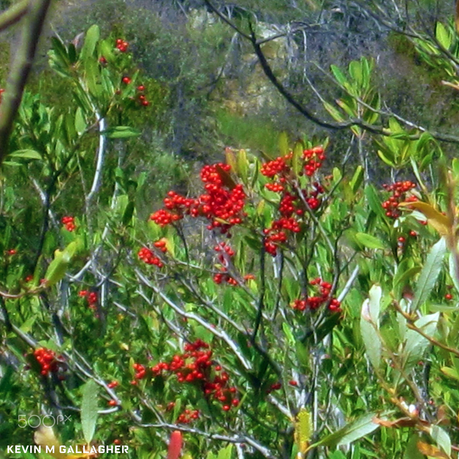 Canon PowerShot SD1200 IS (Digital IXUS 95 IS / IXY Digital 110 IS) sample photo. Red berries o photography