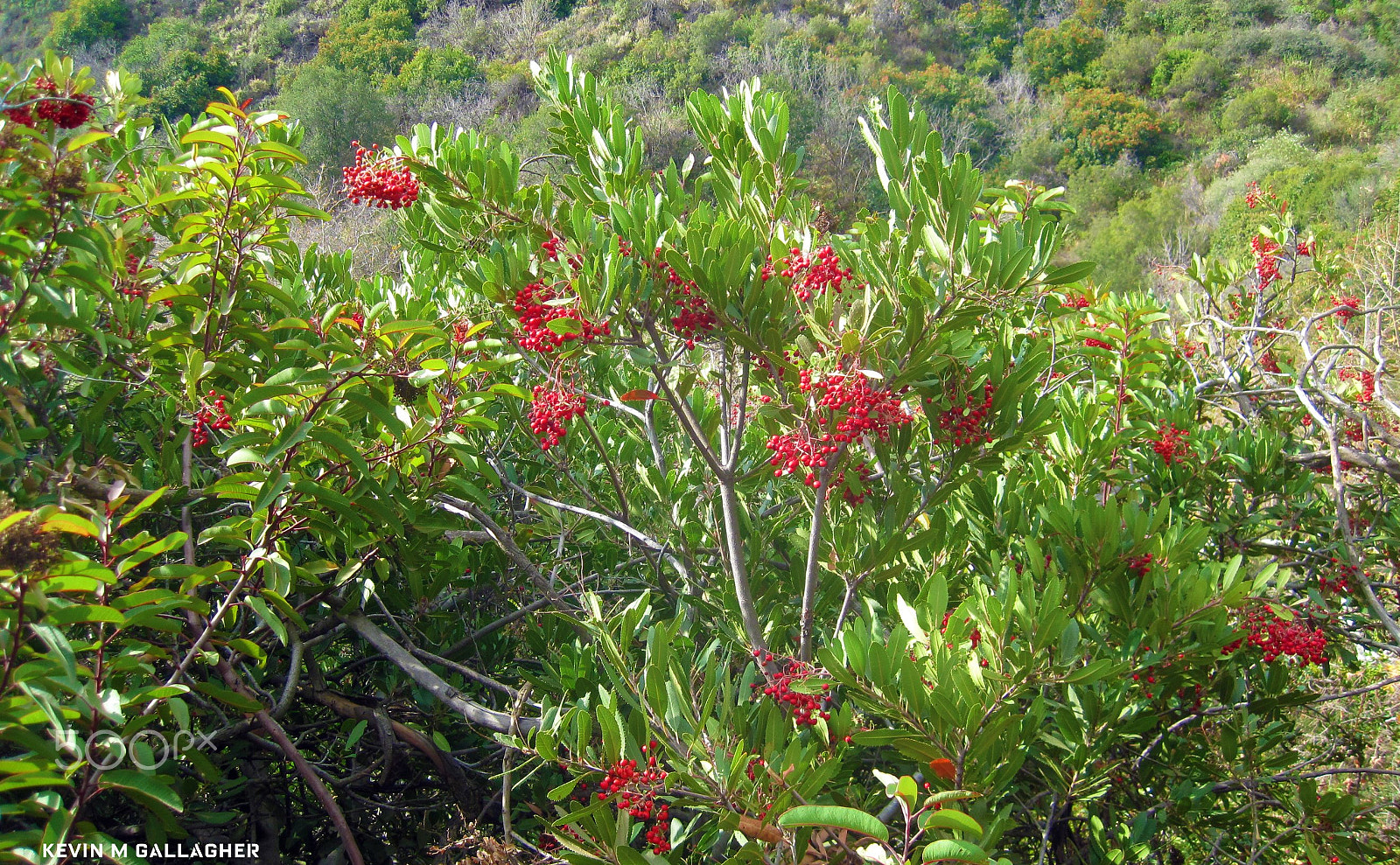 Canon PowerShot SD1200 IS (Digital IXUS 95 IS / IXY Digital 110 IS) sample photo. Red berry bush o photography