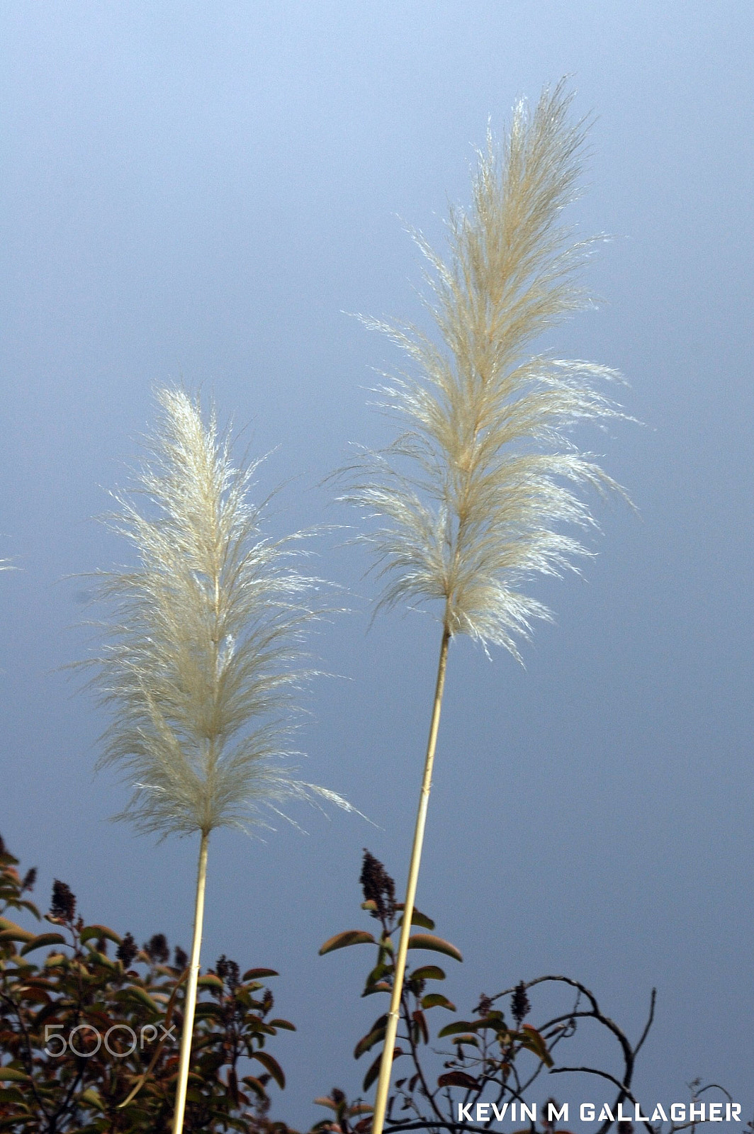 Nikon D70s sample photo. White bottle brush o photography