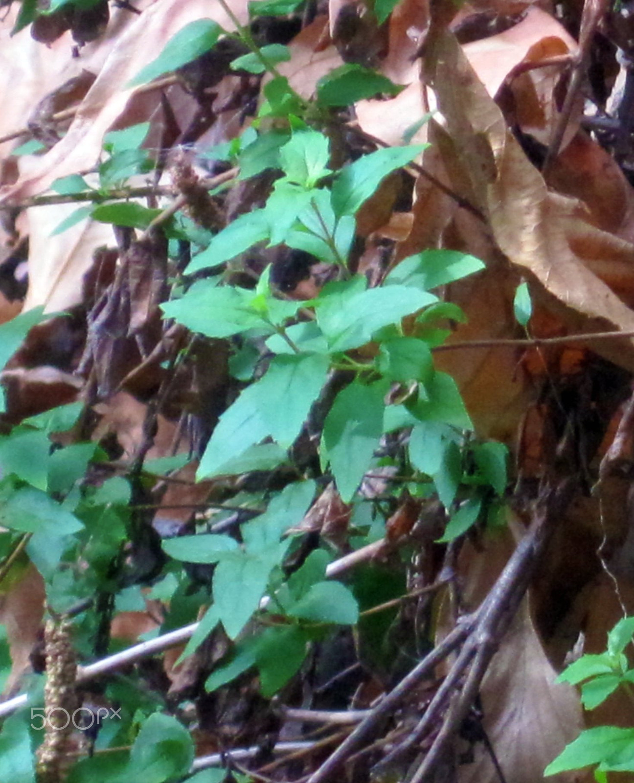 Canon PowerShot SD1200 IS (Digital IXUS 95 IS / IXY Digital 110 IS) sample photo. Young poison oak o photography