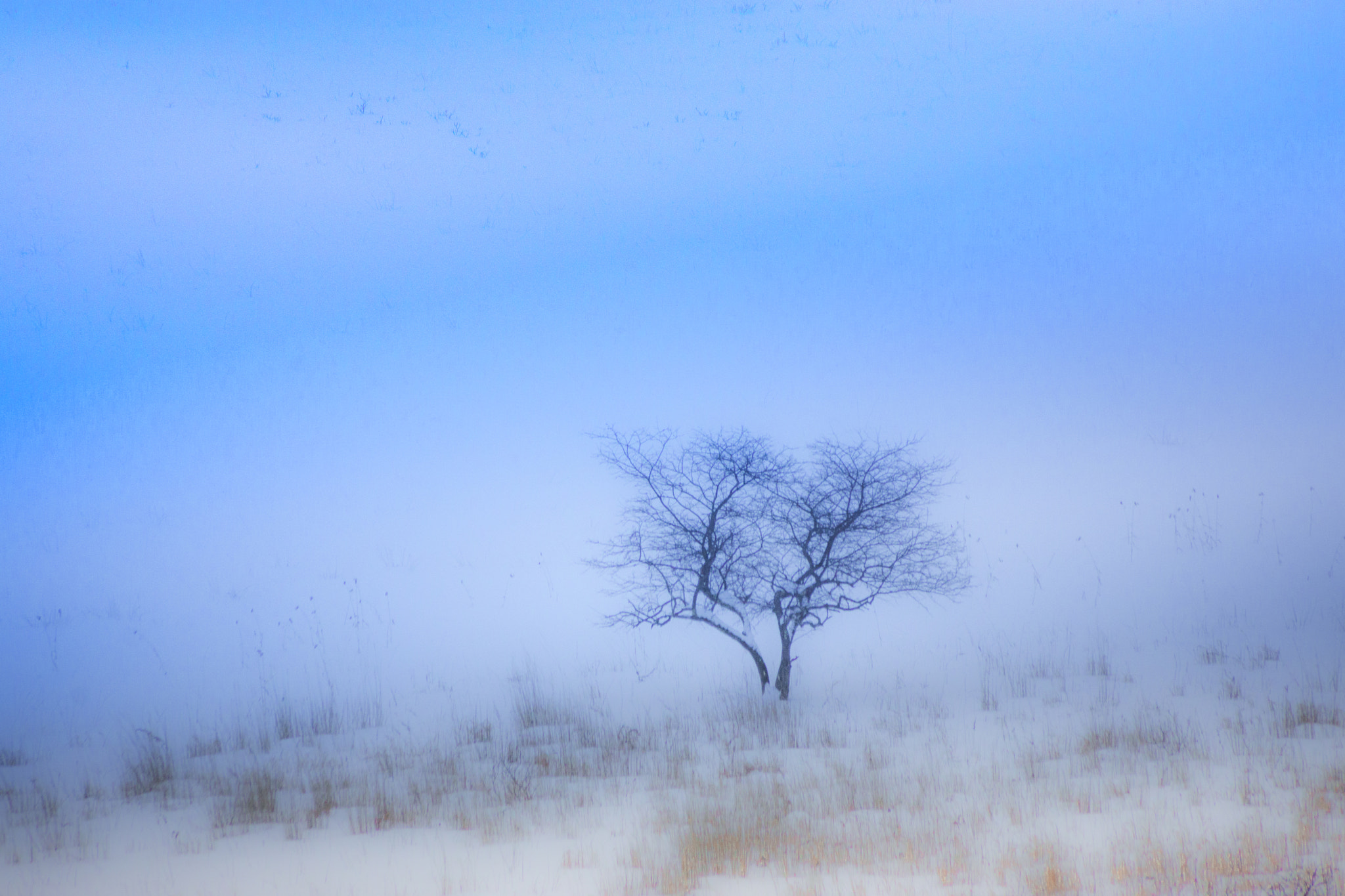 Sony DT 55-200mm F4-5.6 SAM sample photo. Abc photography