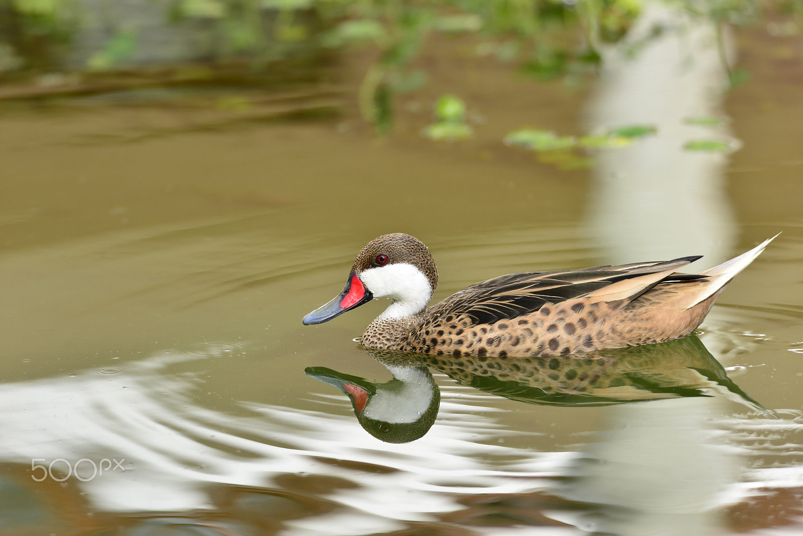 Nikon D800 sample photo. White-cheecked pintail photography