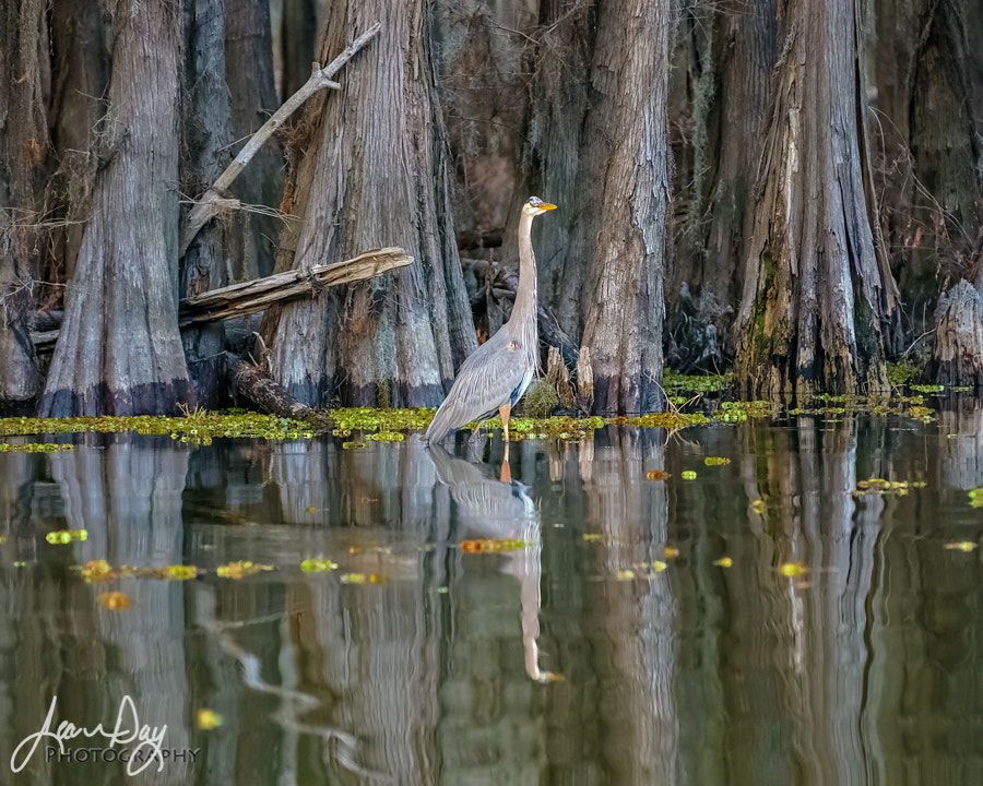 Pentax K-3 II sample photo. Great blue heron photography