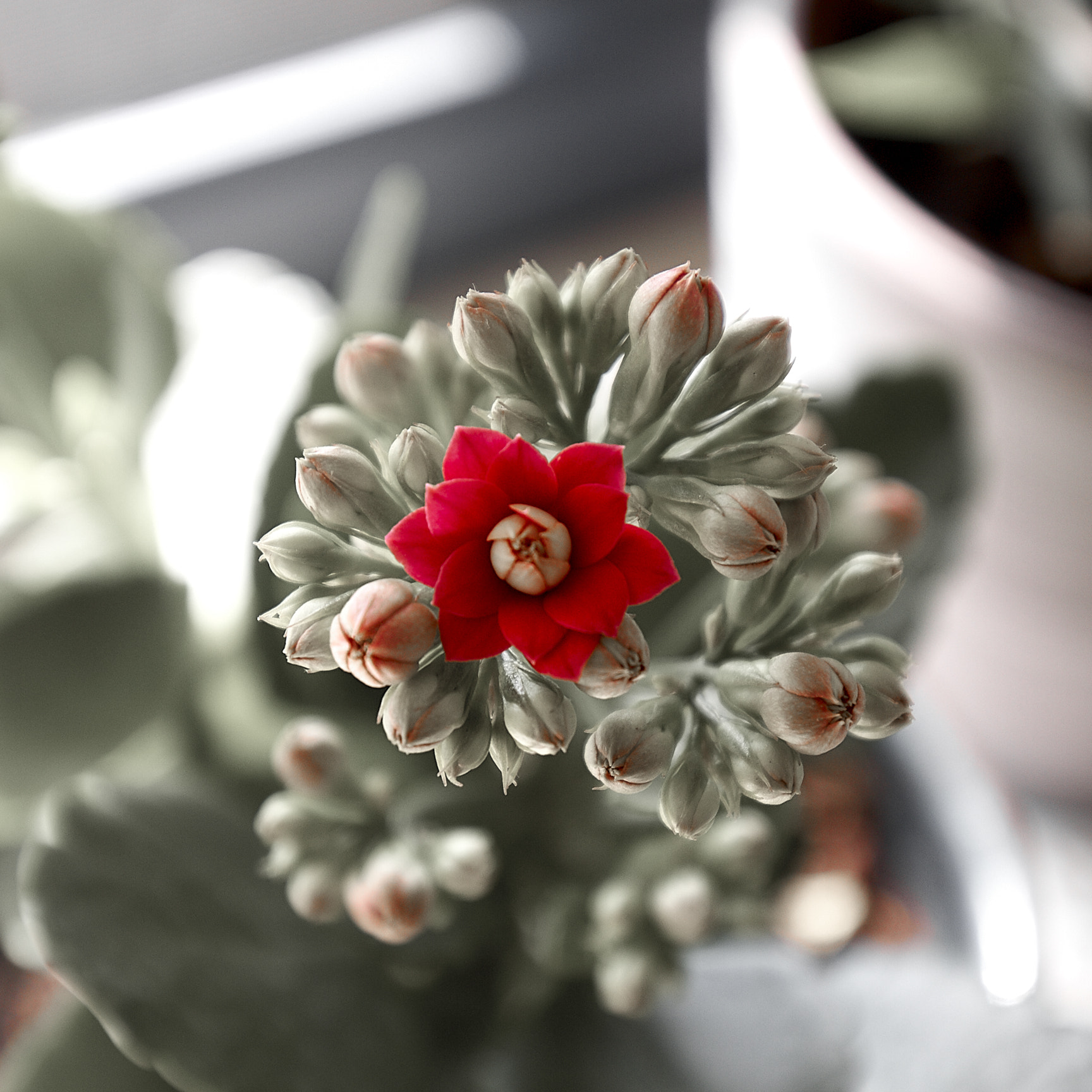 Canon EF 16-35mm F4L IS USM sample photo. Kalanchoe blossfeldiana photography