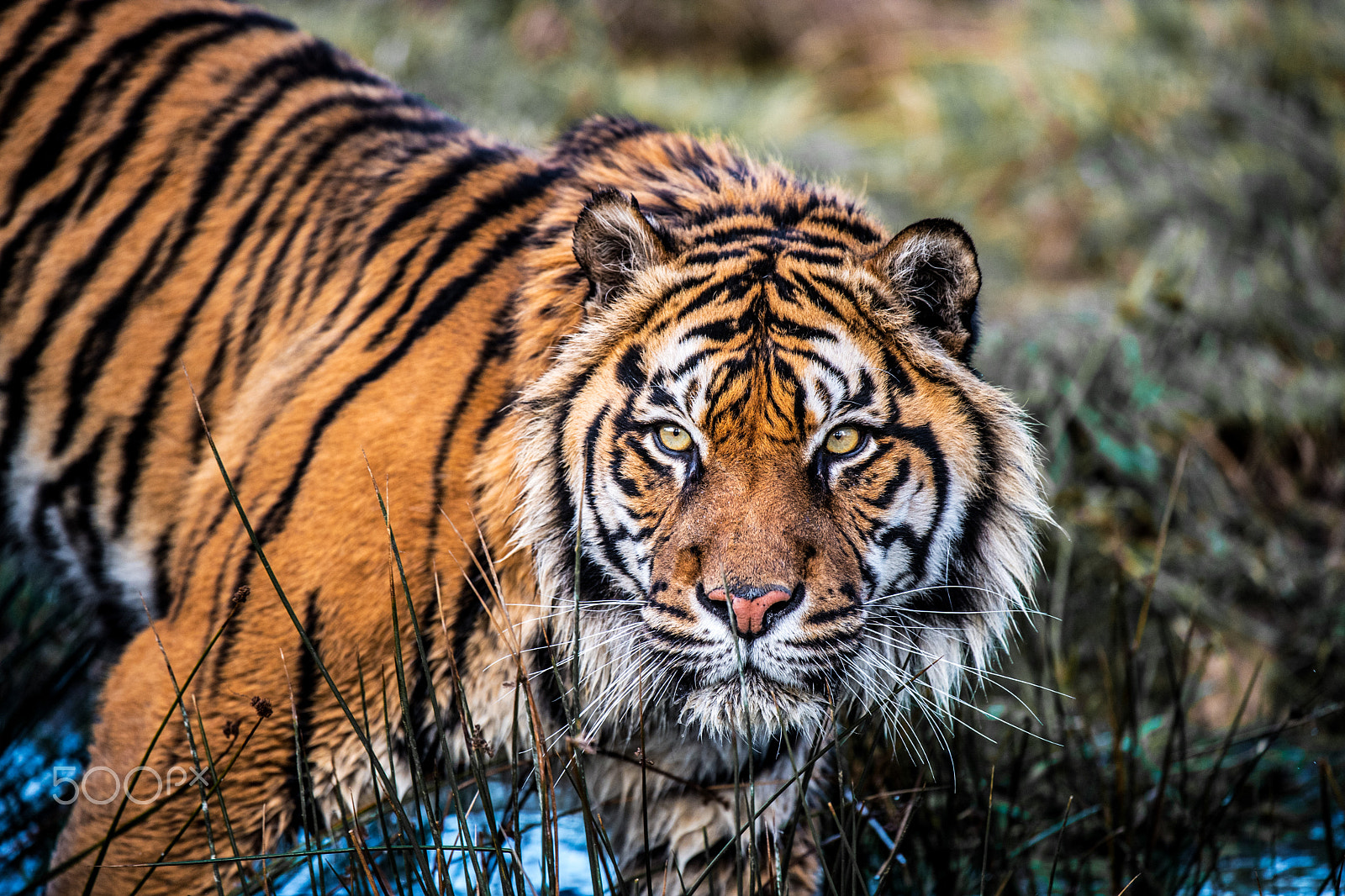 Nikon D5 + Nikon AF-S Nikkor 200-400mm F4G ED-IF VR sample photo. Sumatran tiger up close and personal photography