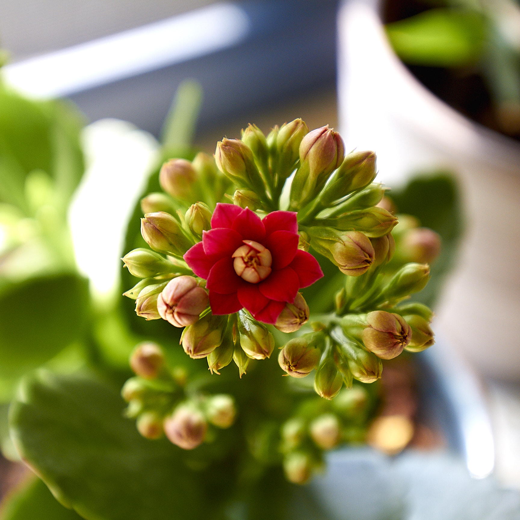 Canon EF 16-35mm F4L IS USM sample photo. Kalanchoe blossfeldiana original photography