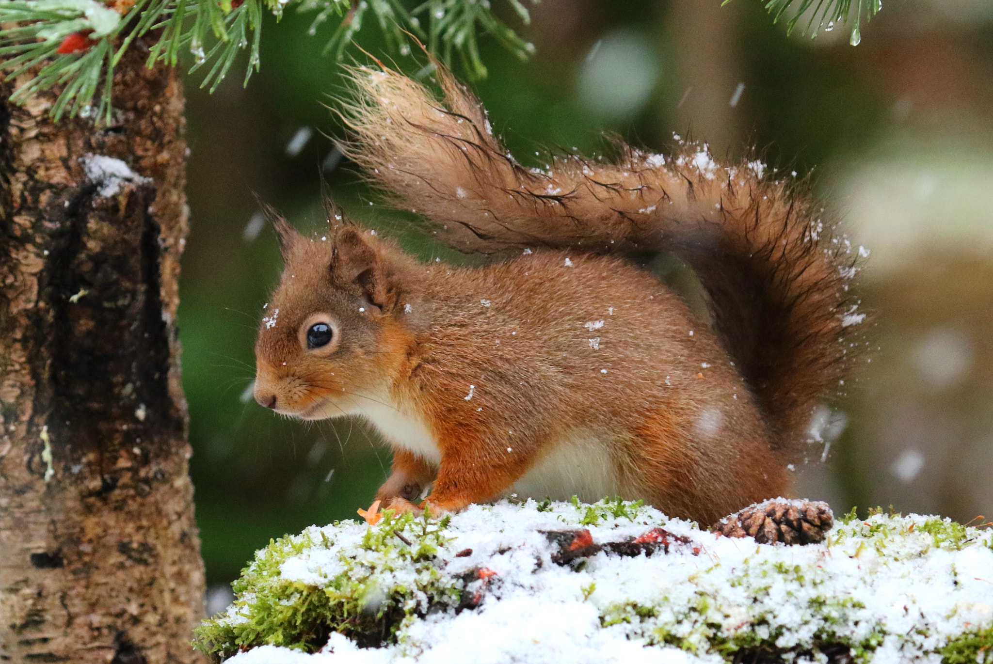 Canon EF 100-400mm F4.5-5.6L IS USM sample photo. Winter time photography