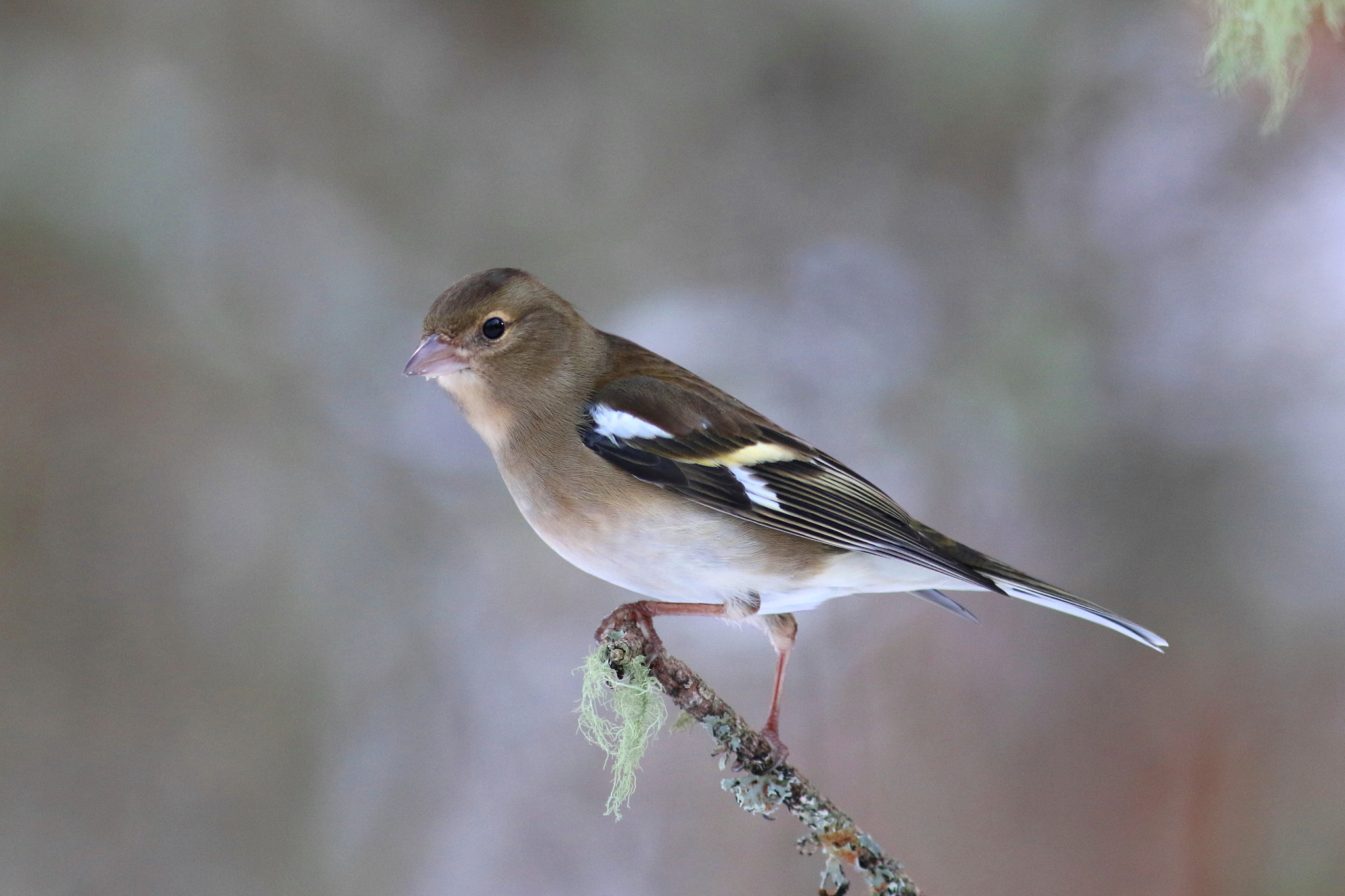 Canon EF 300mm F4L IS USM sample photo. Female chaffinch photography