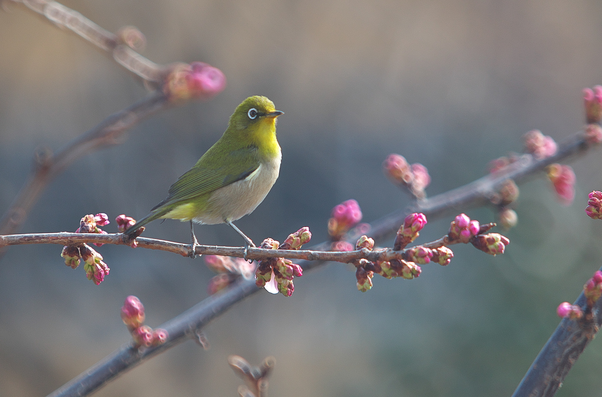 Canon EF 70-200mm F2.8L IS USM sample photo. White-eye photography