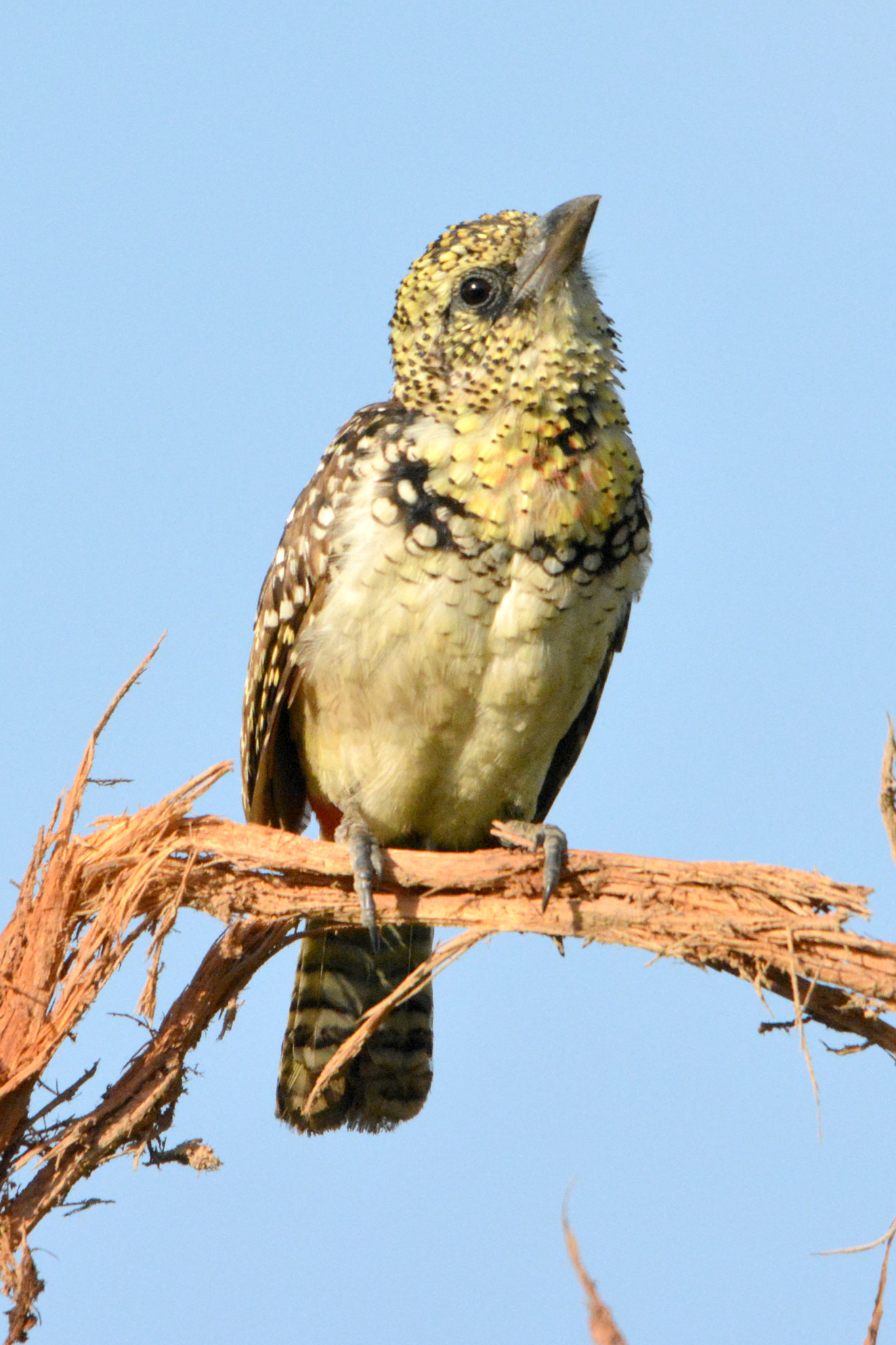 Sigma 150-500mm F5-6.3 DG OS HSM sample photo. Usambiro barbet, brodal ciemnodzioby photography