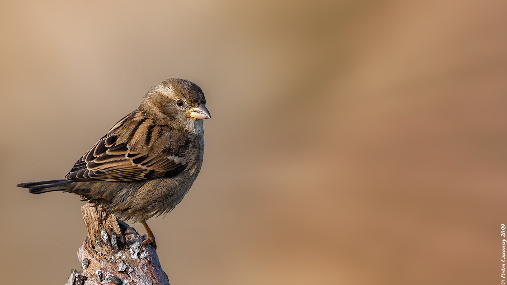 Canon EF 500mm F4L IS USM sample photo. Gorrión común photography