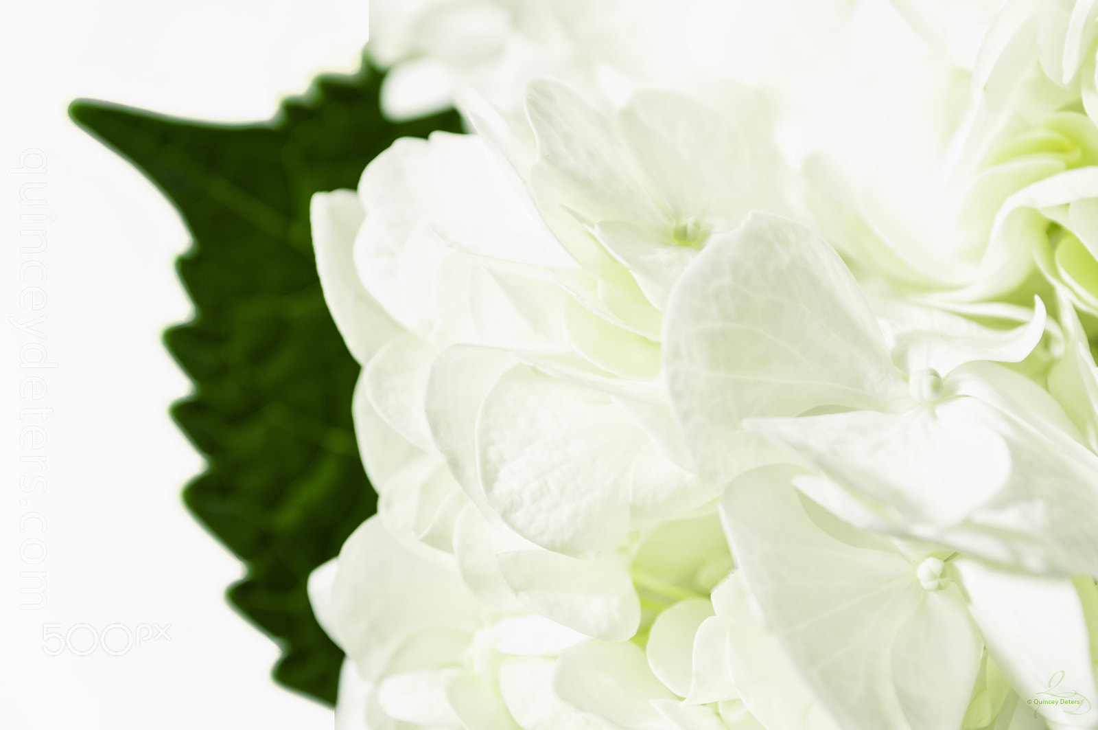 Nikon D300 sample photo. White hydrangea © quincey deters photography
